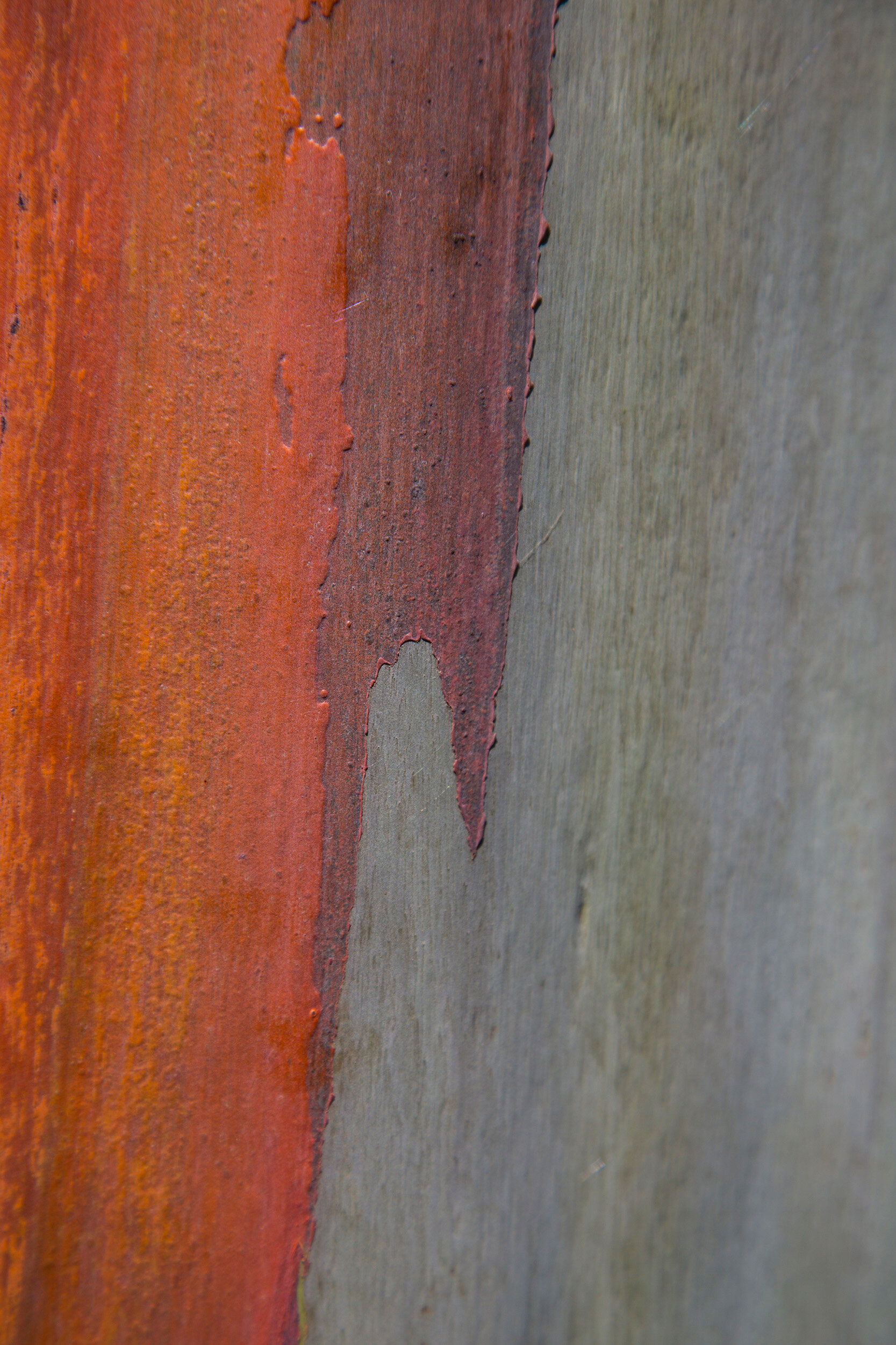 Painted Eucalyptus 6