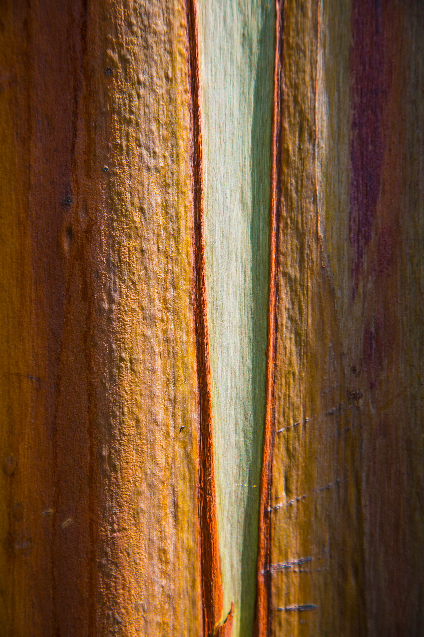 Painted Eucalyptus 9