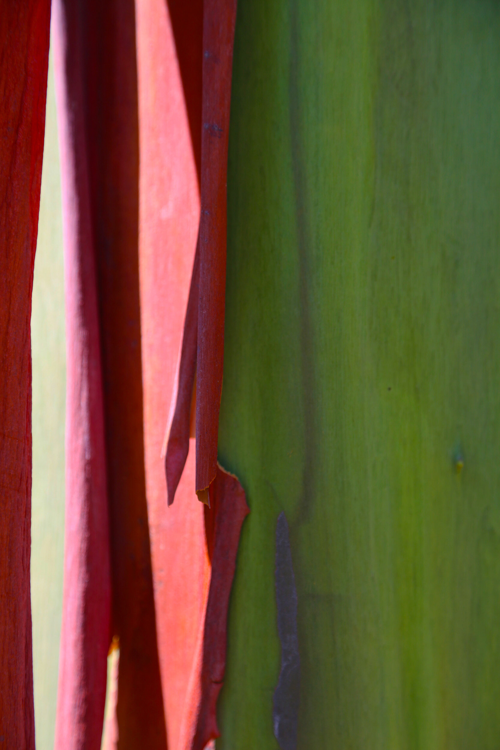 Painted Eucalyptus 26