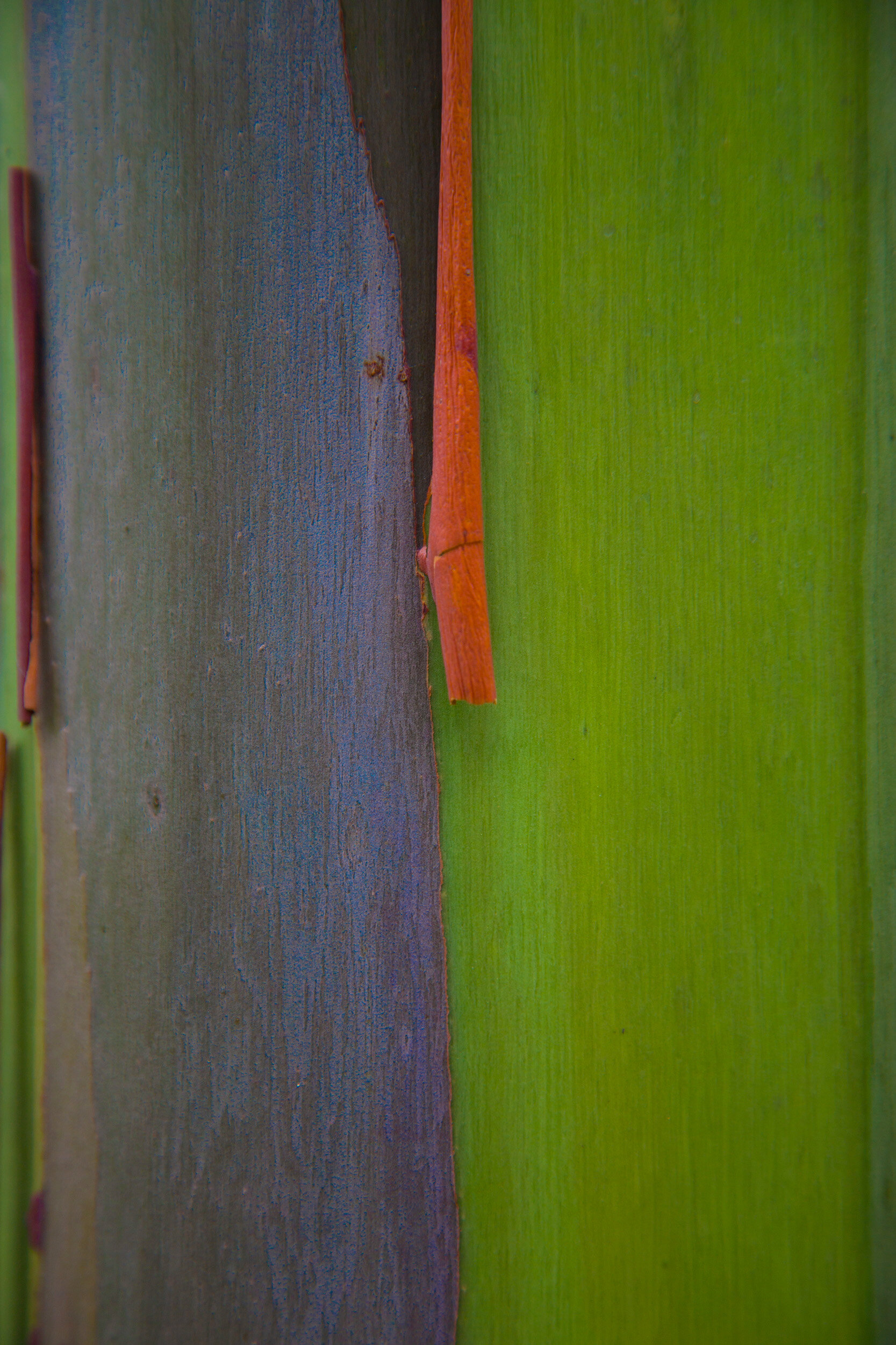 Painted Eucalyptus 15