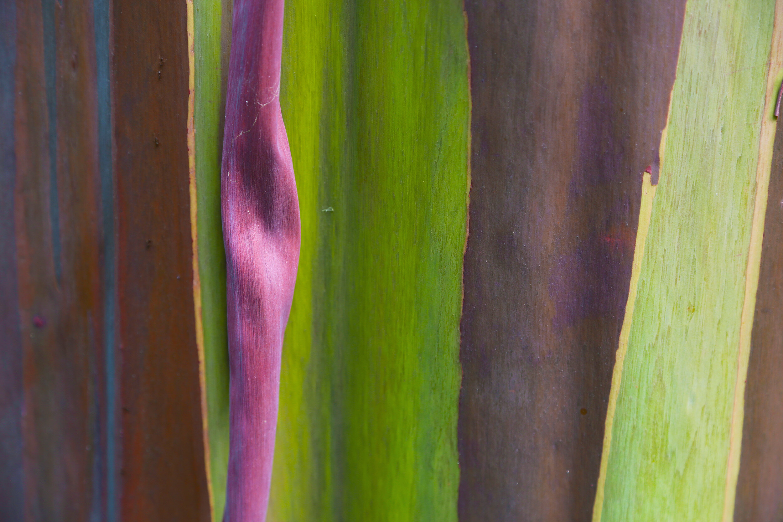 Painted Eucalyptus 23