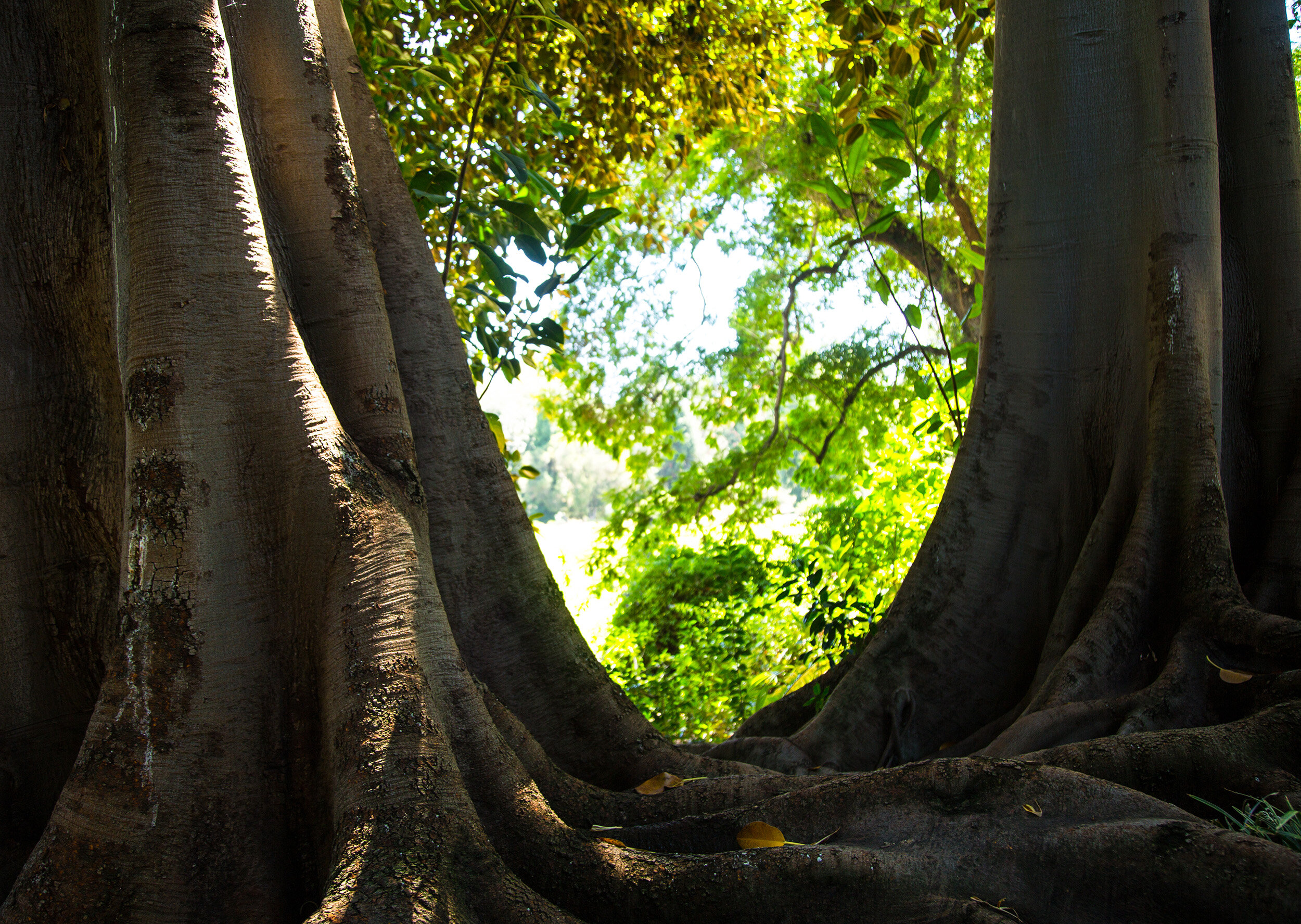Ficus menabeensis 1