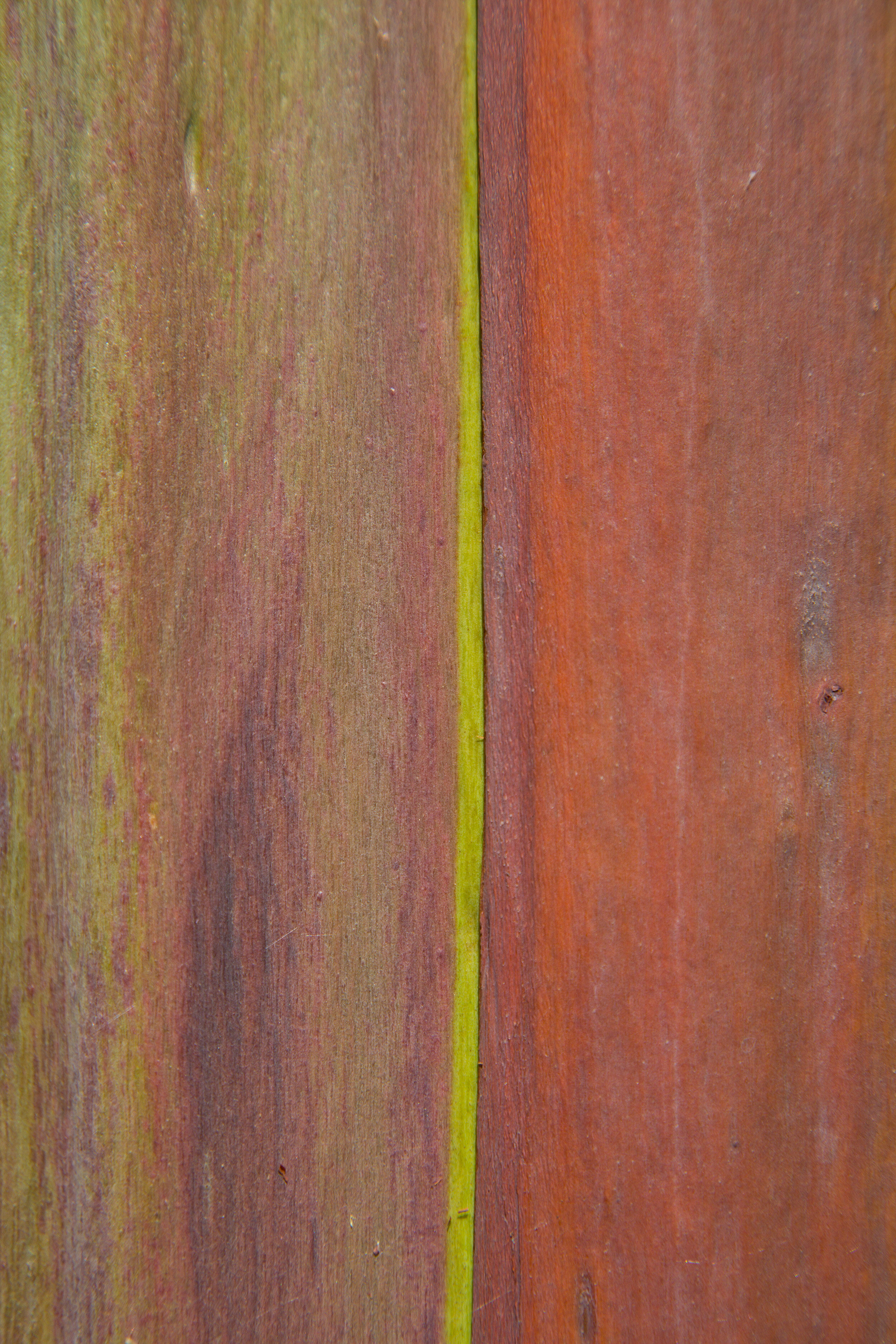 Painted Eucalyptus 8