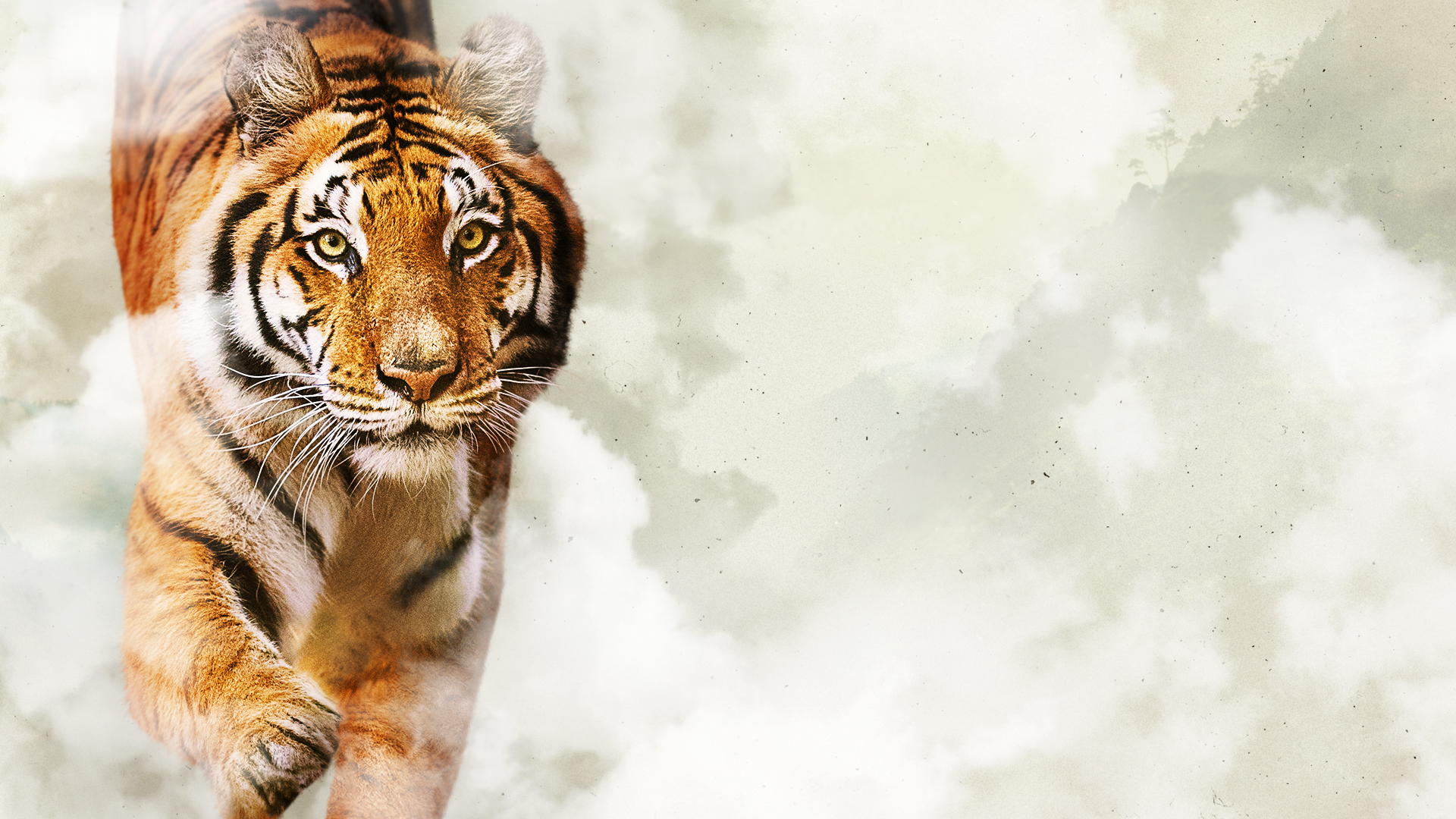 WWD_TIGER_DAY_KA_1920x1080. NO TEXT.jpg
