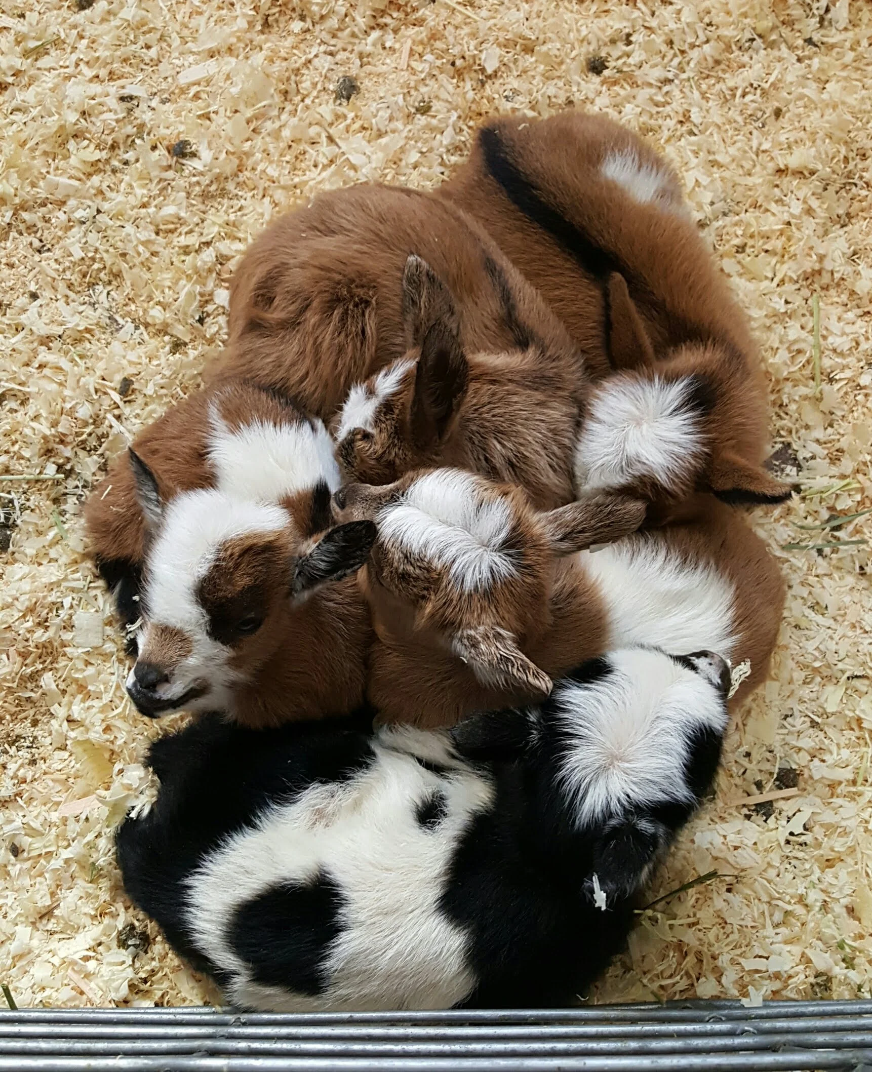 Baby Pile