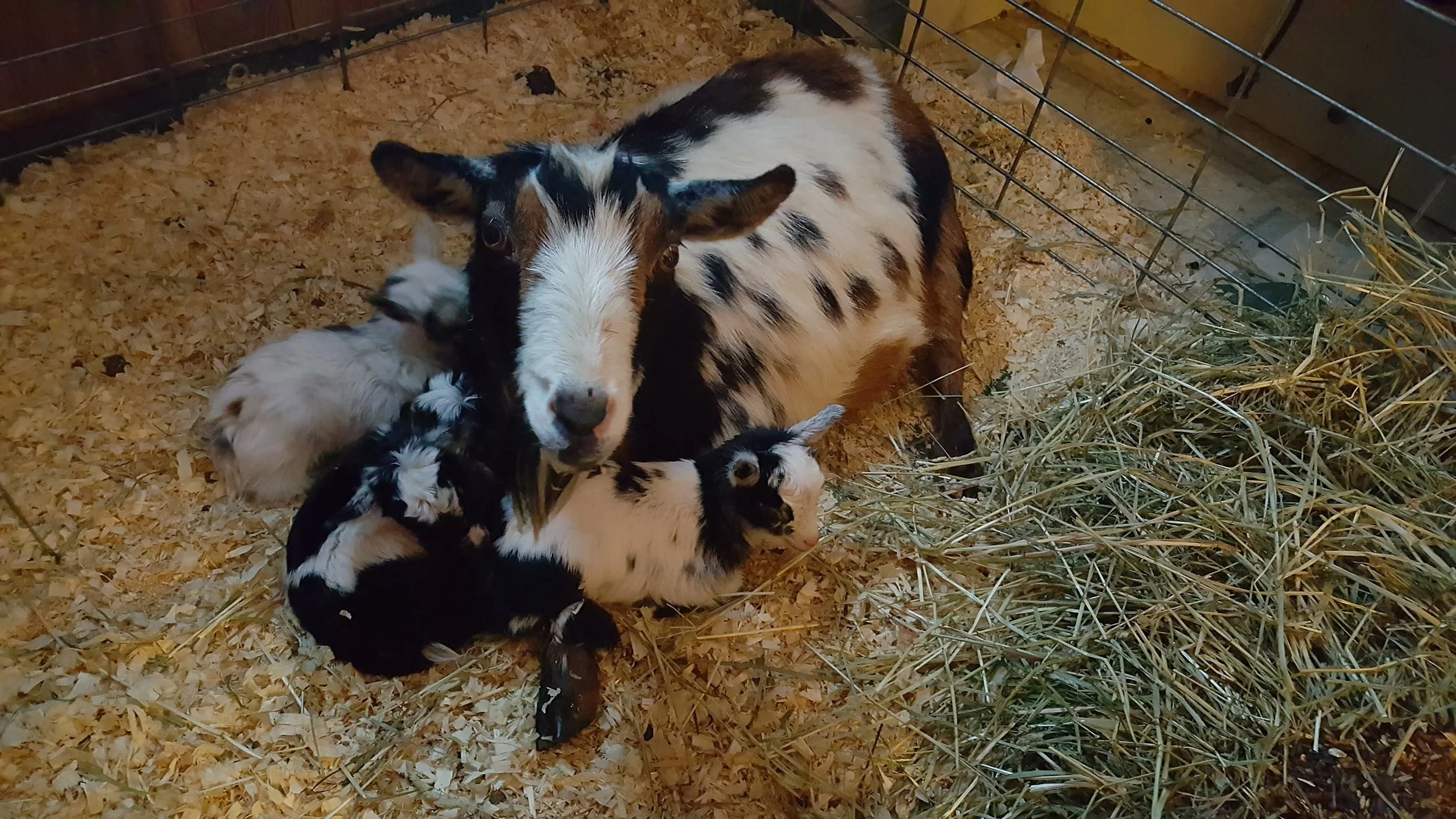 Lady with her 2018 kids