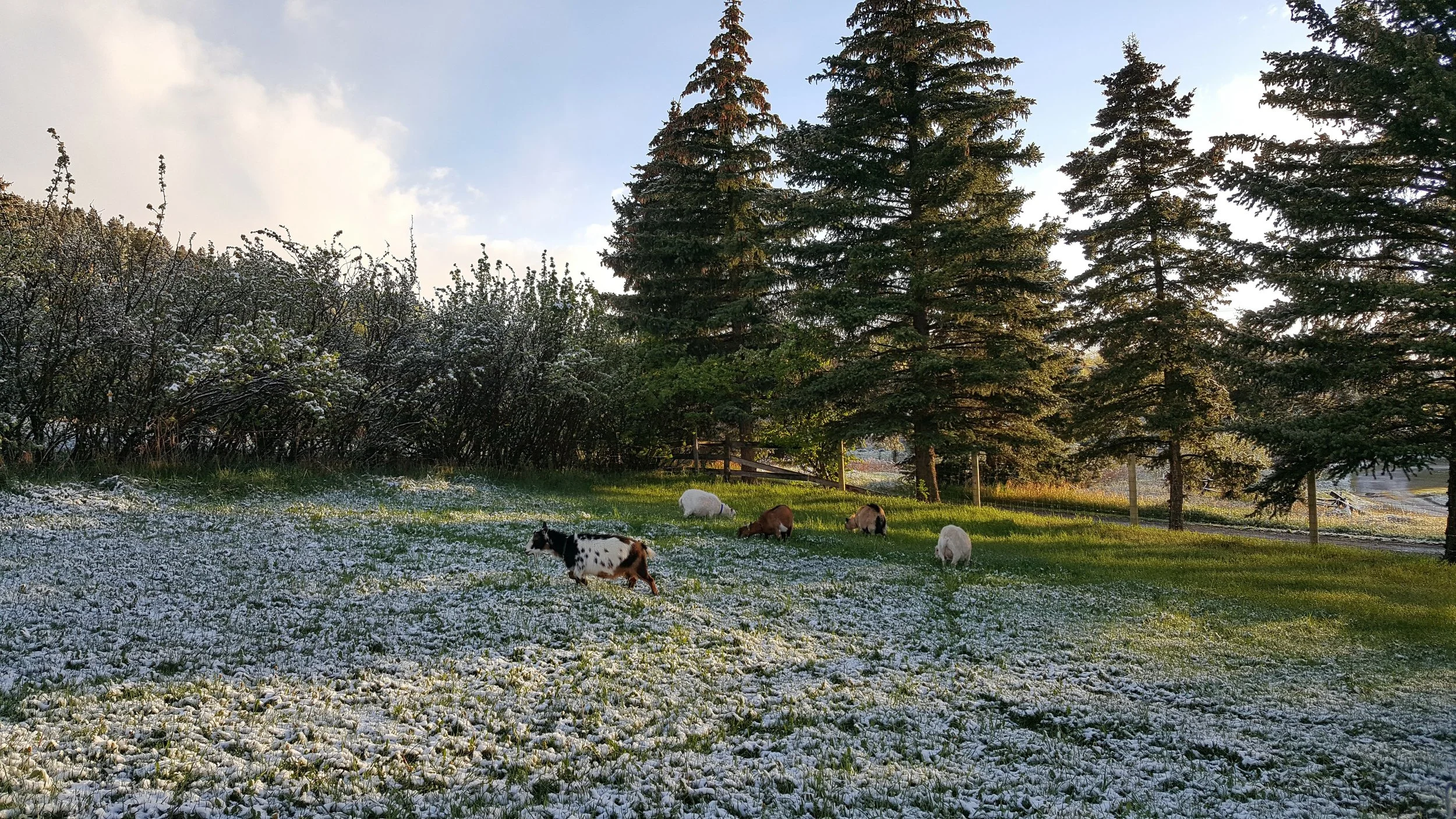 Spring Snow