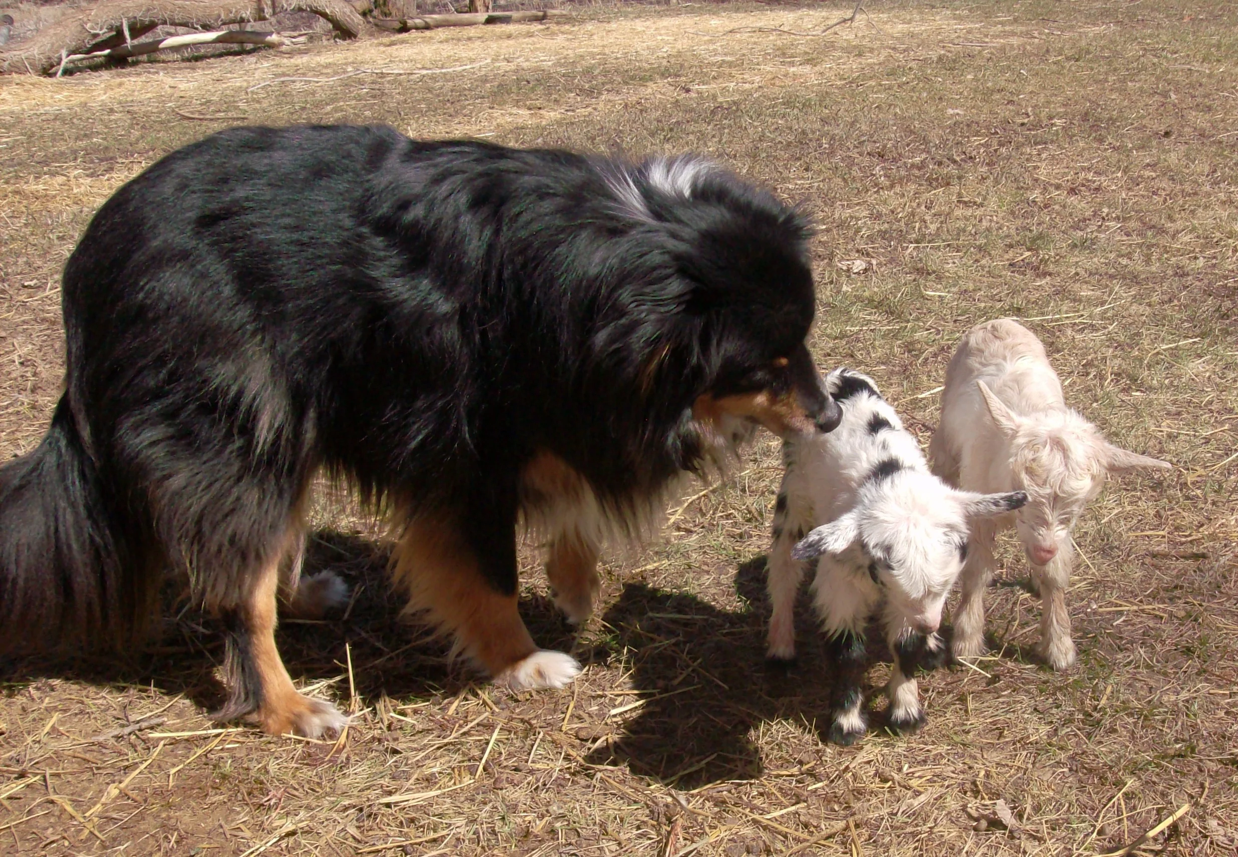 Sammy and new babies