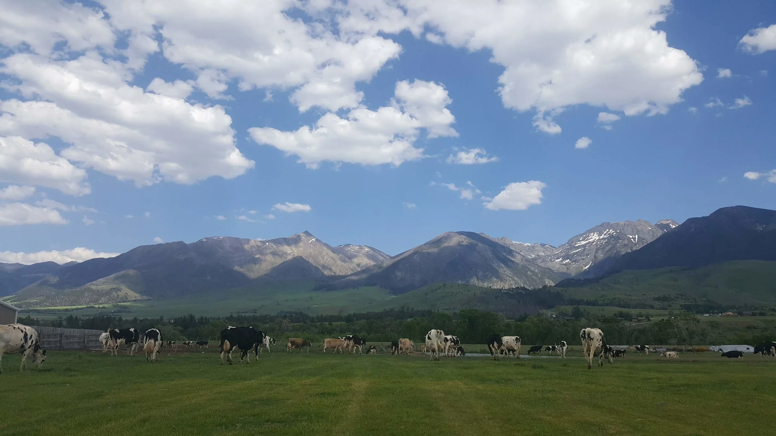 Bringing the Cows in