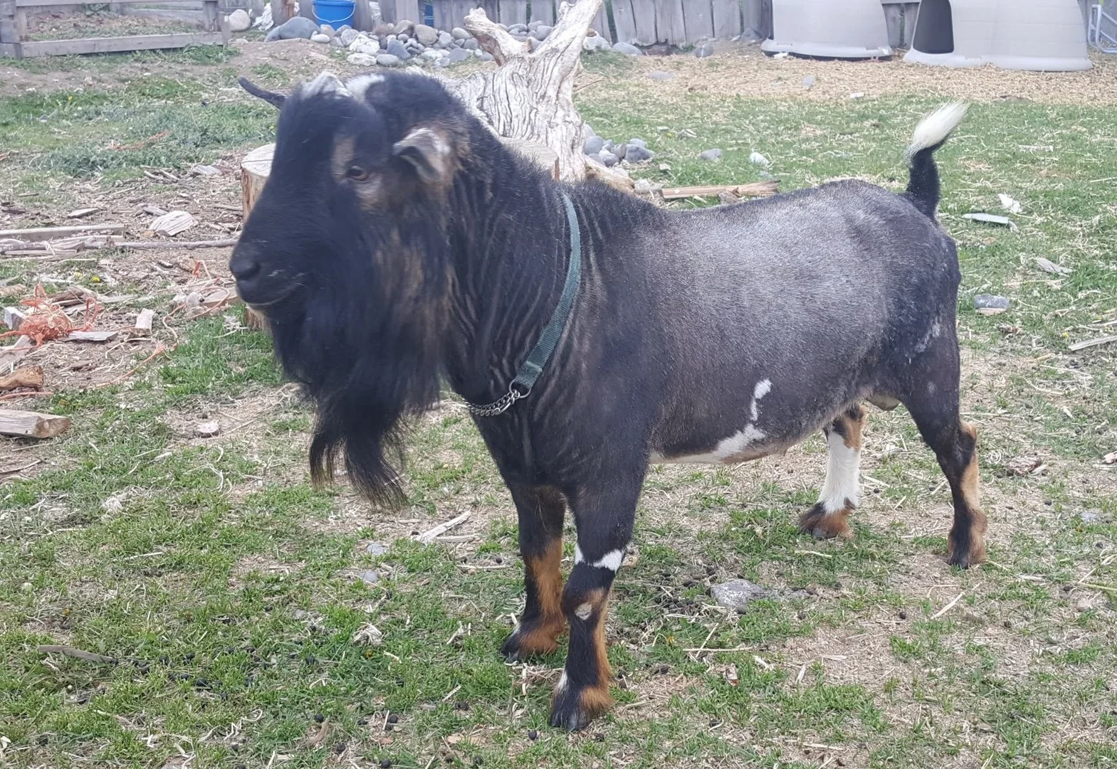 DOB 04/15/2014 D1685130