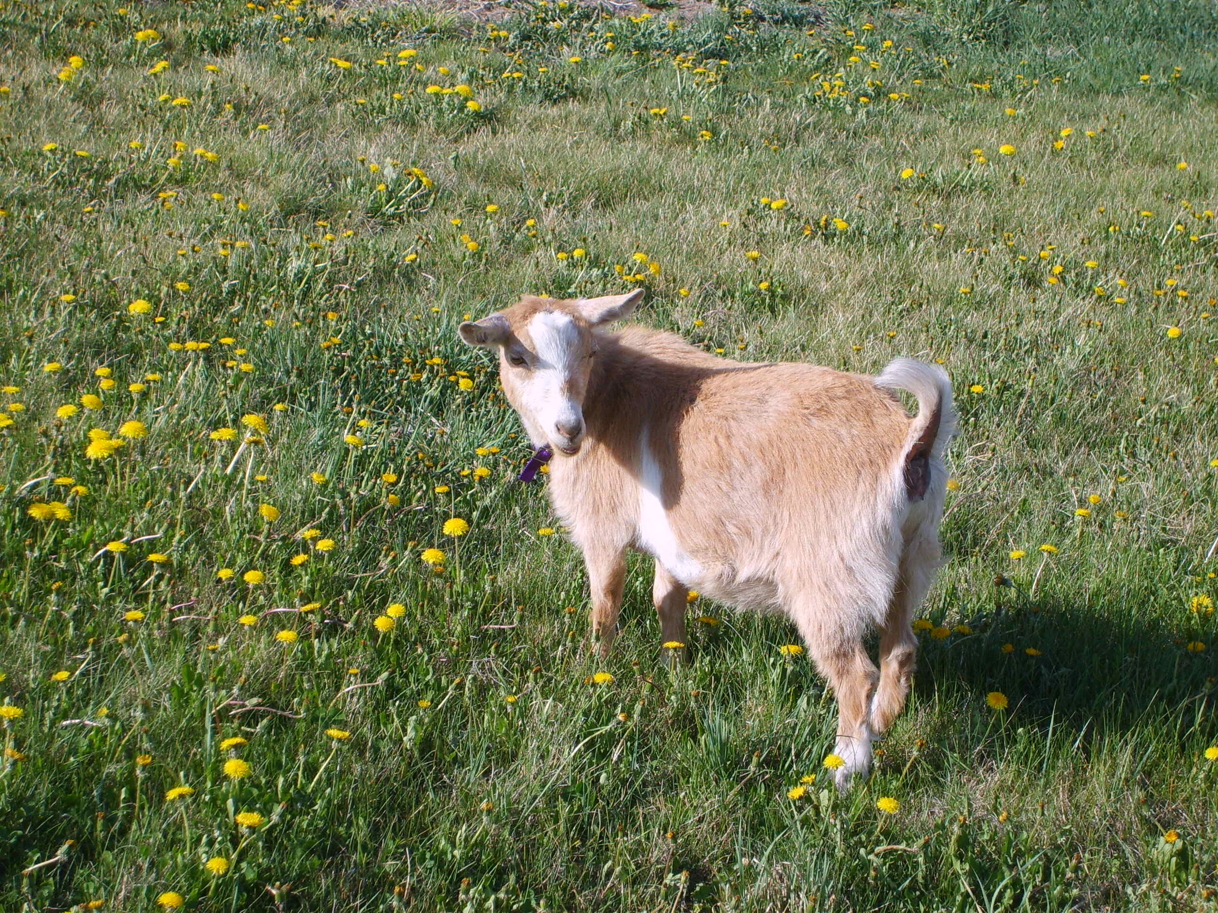 Sunny as  a fluffy yearling in spring. 