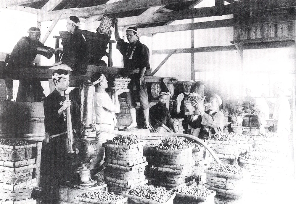 Crushing grapes for wine in Katsunuma, mid-Meiji period. (Photograph courtesy of Maruki Winery.)