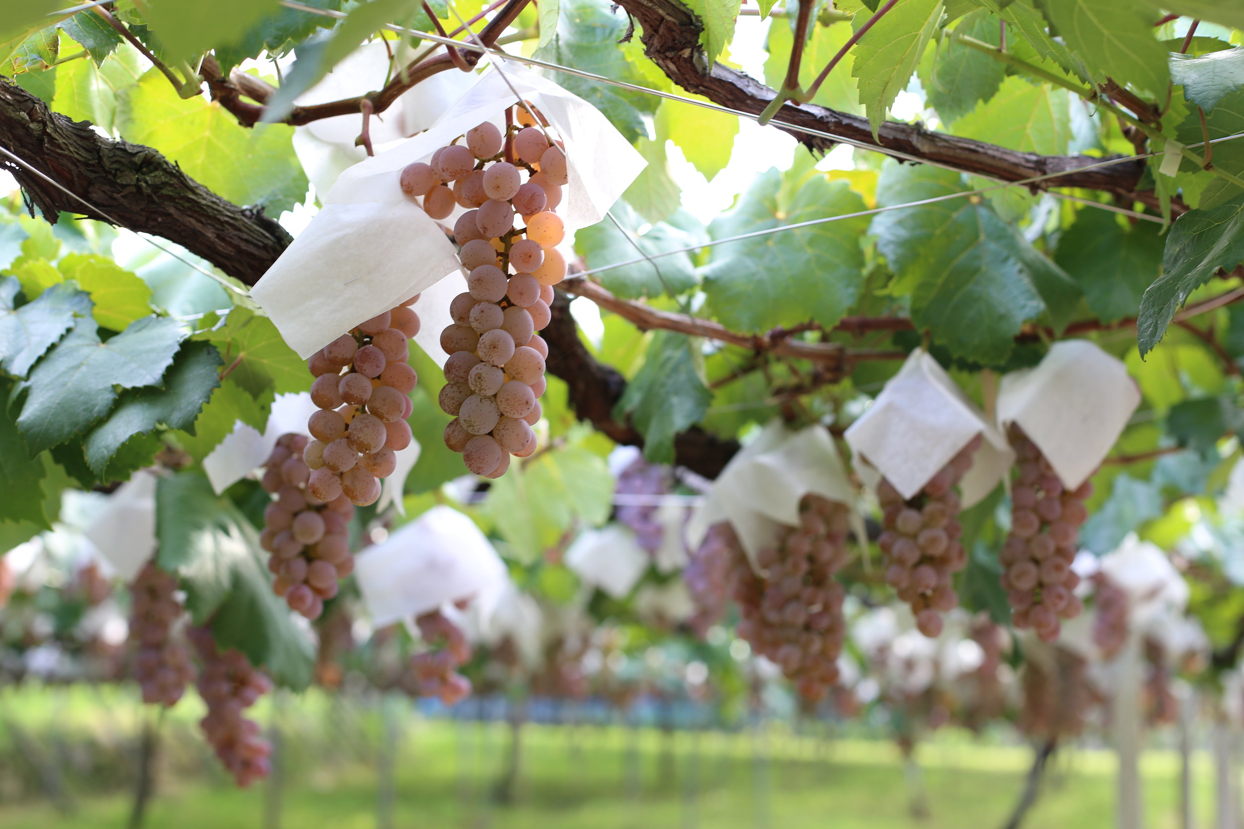 Koshu Valley_Japanese Wine Region_Koshu Grapes w Hats.JPG