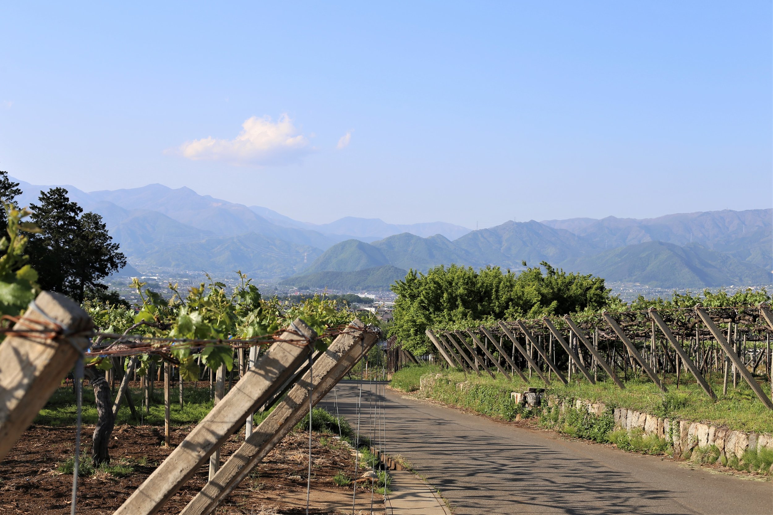 Koshu Valley_Japanese Wine Region_Spring vineyard view.JPG