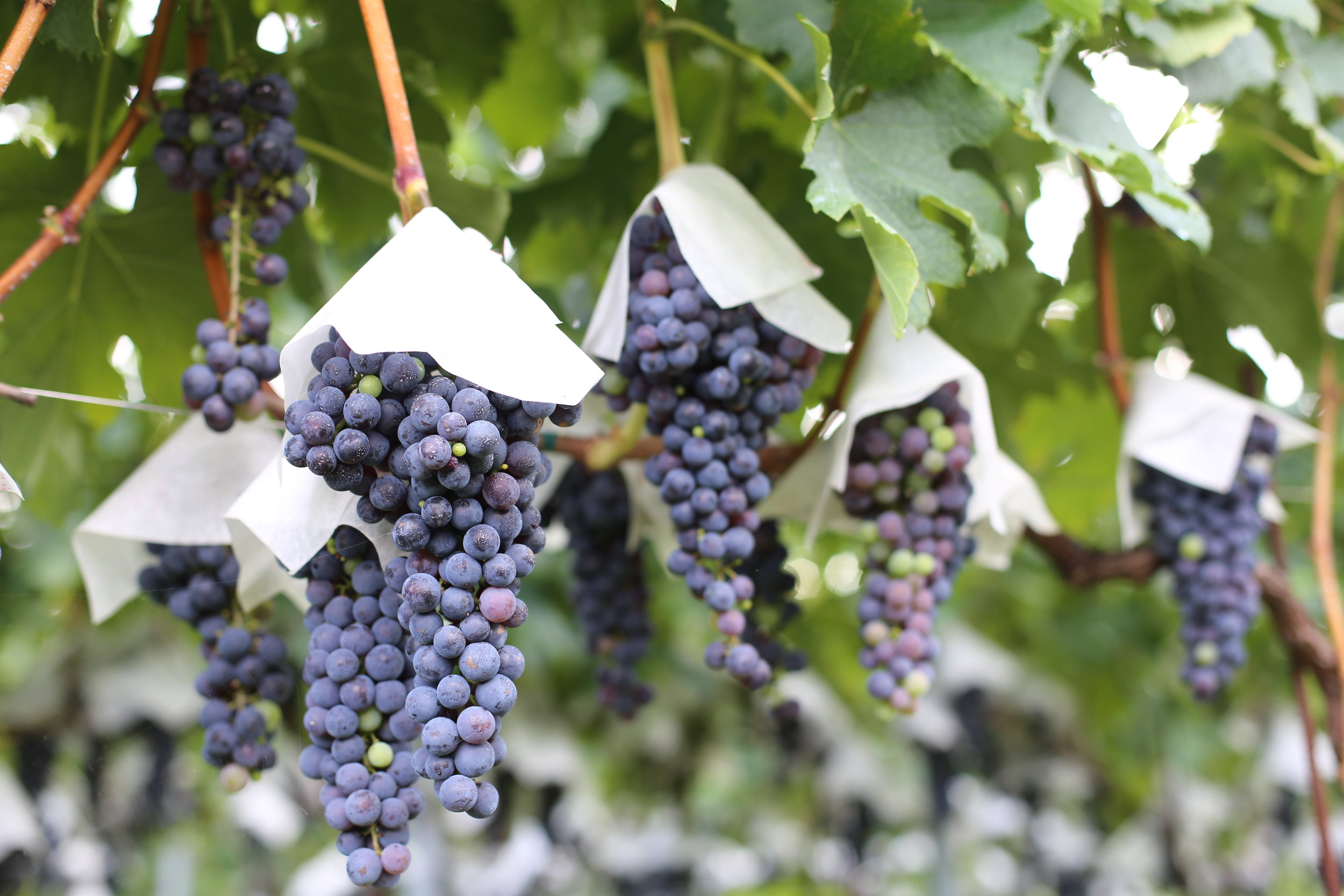 Koshu Valley_Japanese Wine Region_Internationa grape varieties.JPG