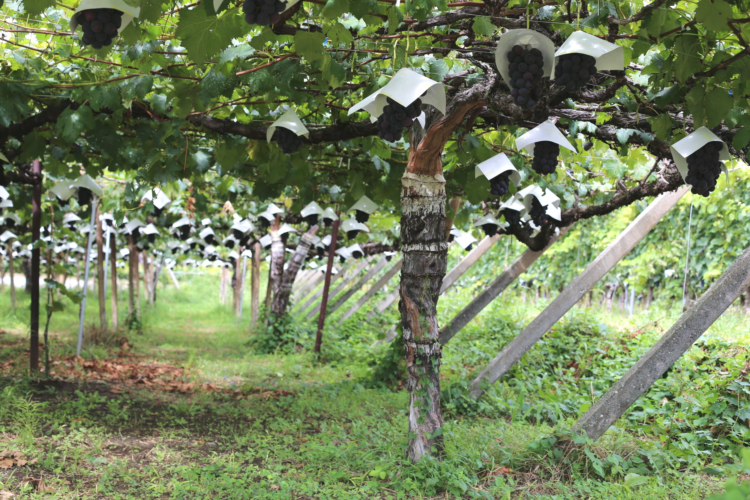 Koshu Valley_Japanese Wine Region_Pergola vineyard_Grapes w hats.JPG