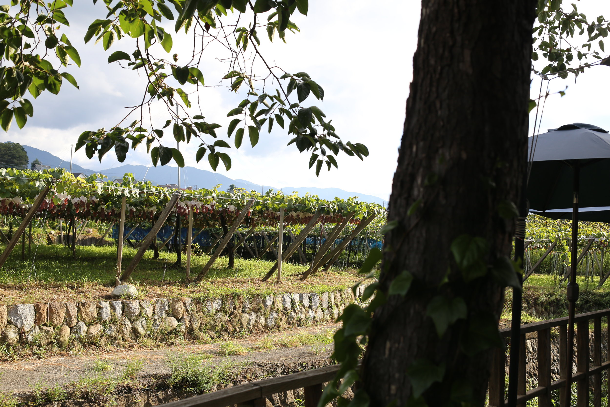 Koshu Valley_Japanese Wine Region_Koshu Vineyard_Katsunuma Jyozo tasting terrace.JPG