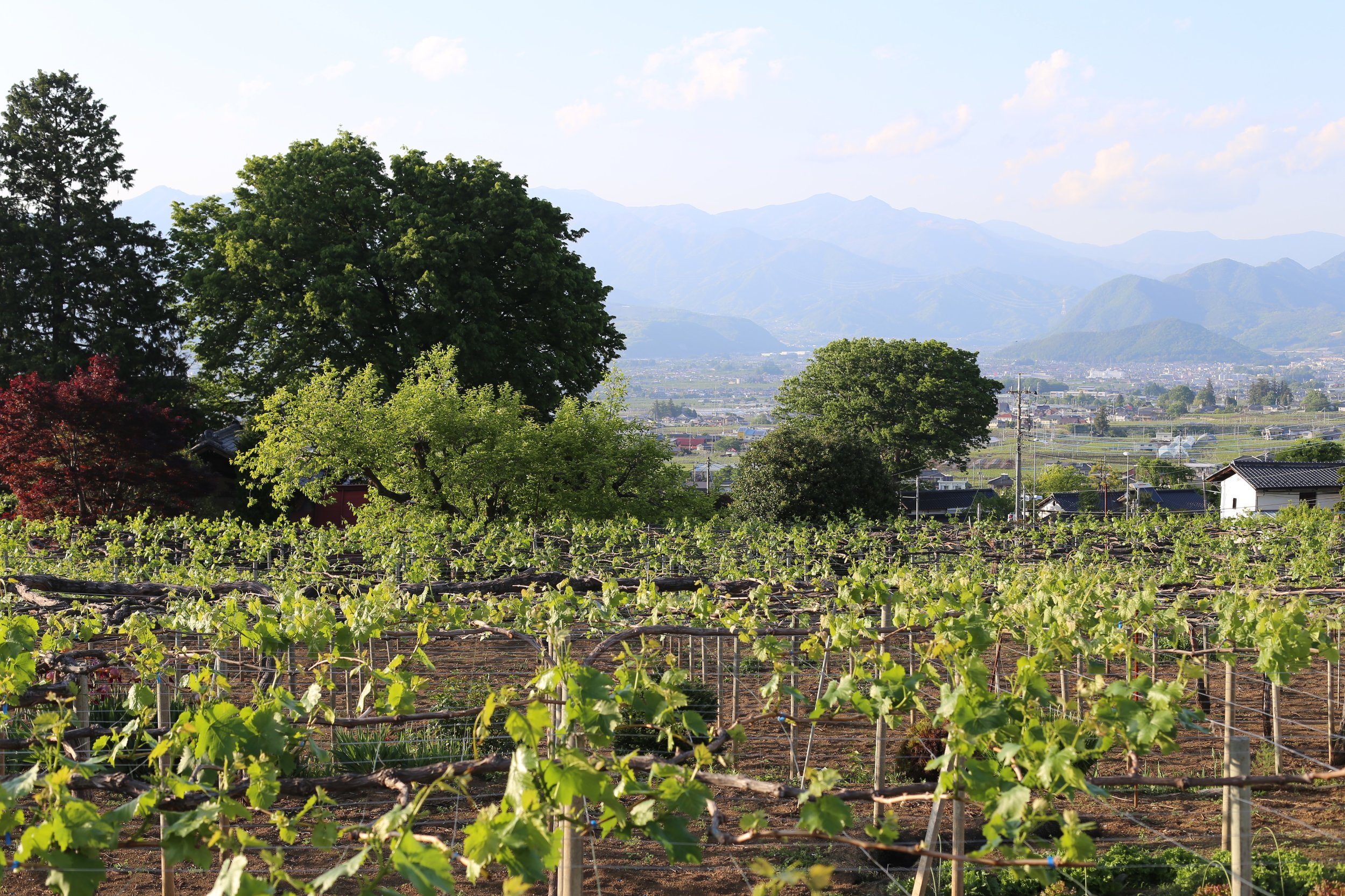 Koshu Valley_Japanese Wine Region_Spring.JPG