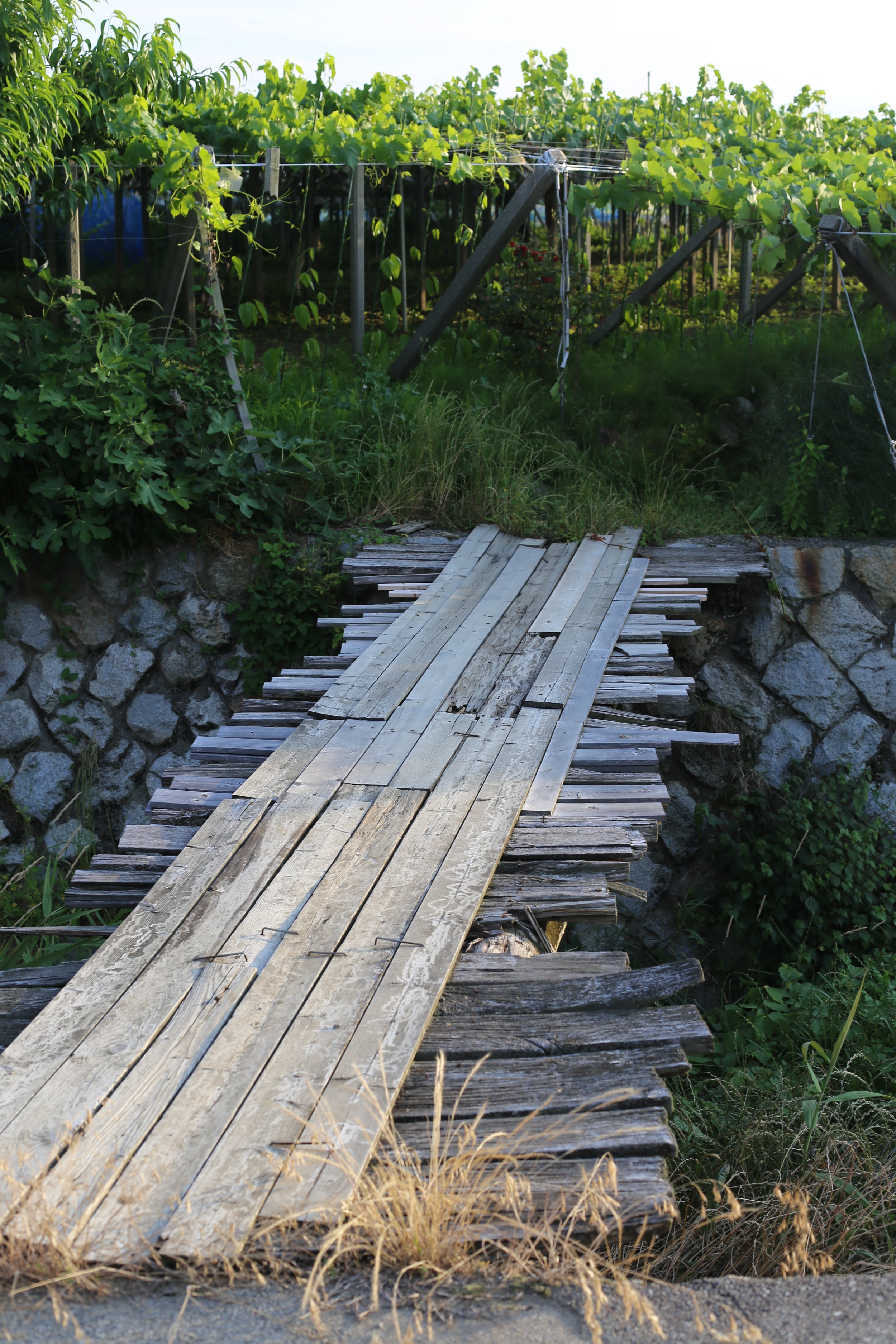 Koshu Valley_Japanese Wine Region_Pergola vineyard_Wooden bridge.JPG