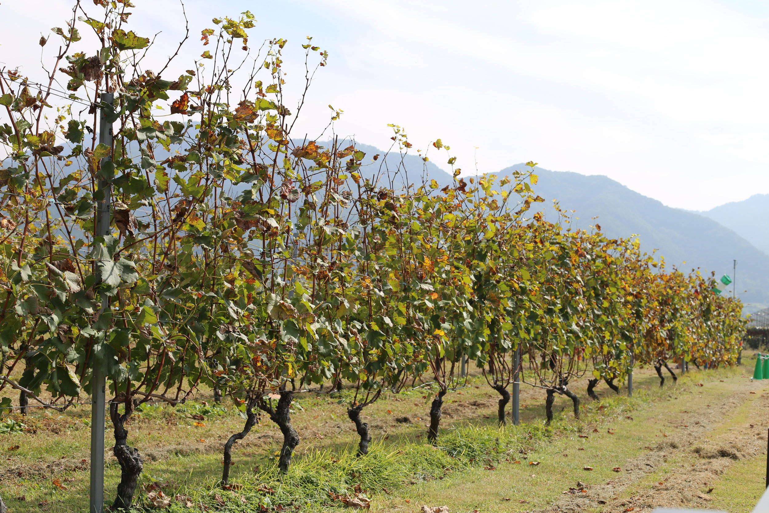 Koshu Valley_Japanese Wine Region_International grape varieties_Autumn_Vineyard.JPG