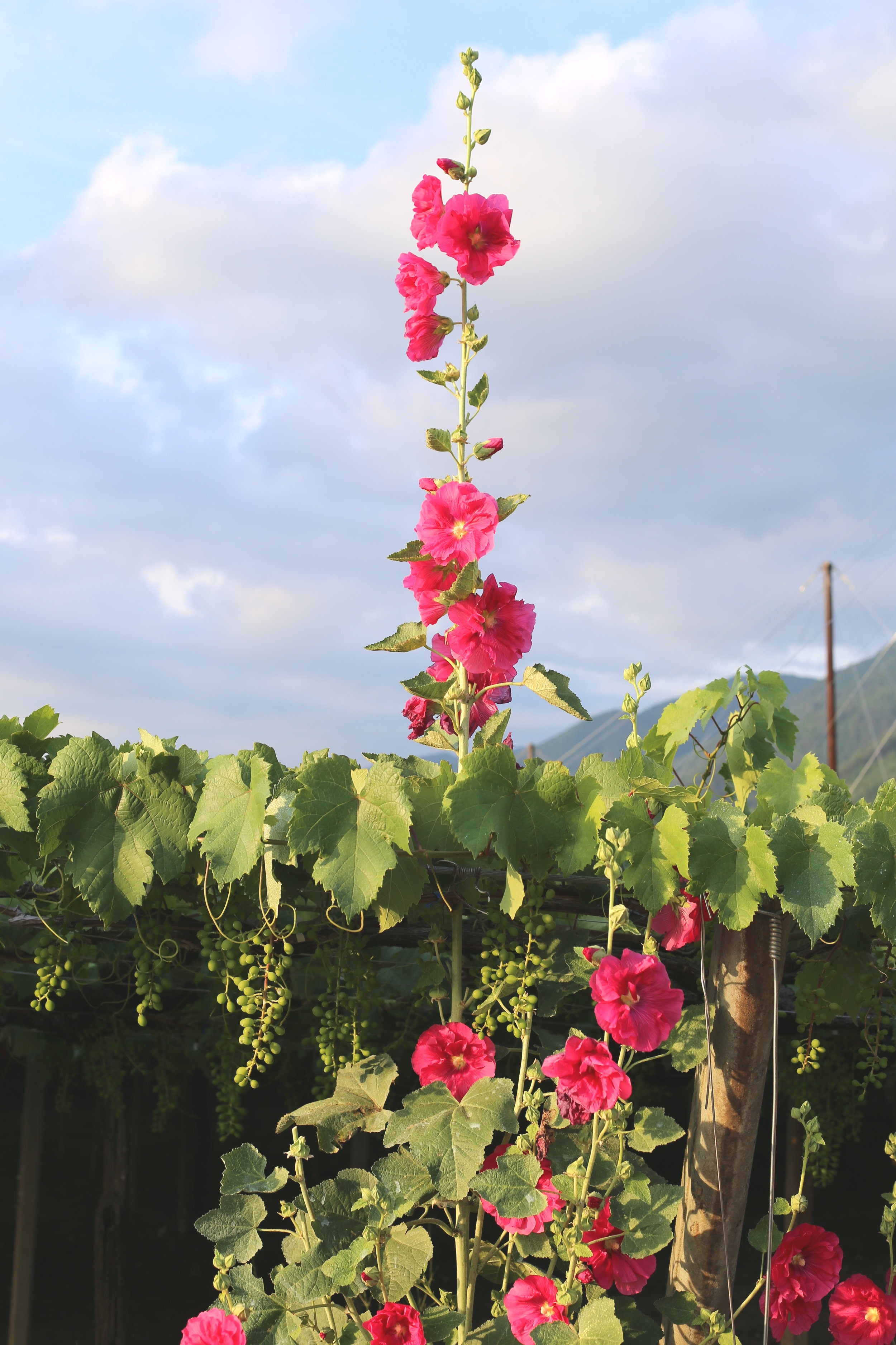 Koshu Valley_Japanese Wine Region_Pergola vineyard_Flowers_Summer.JPG