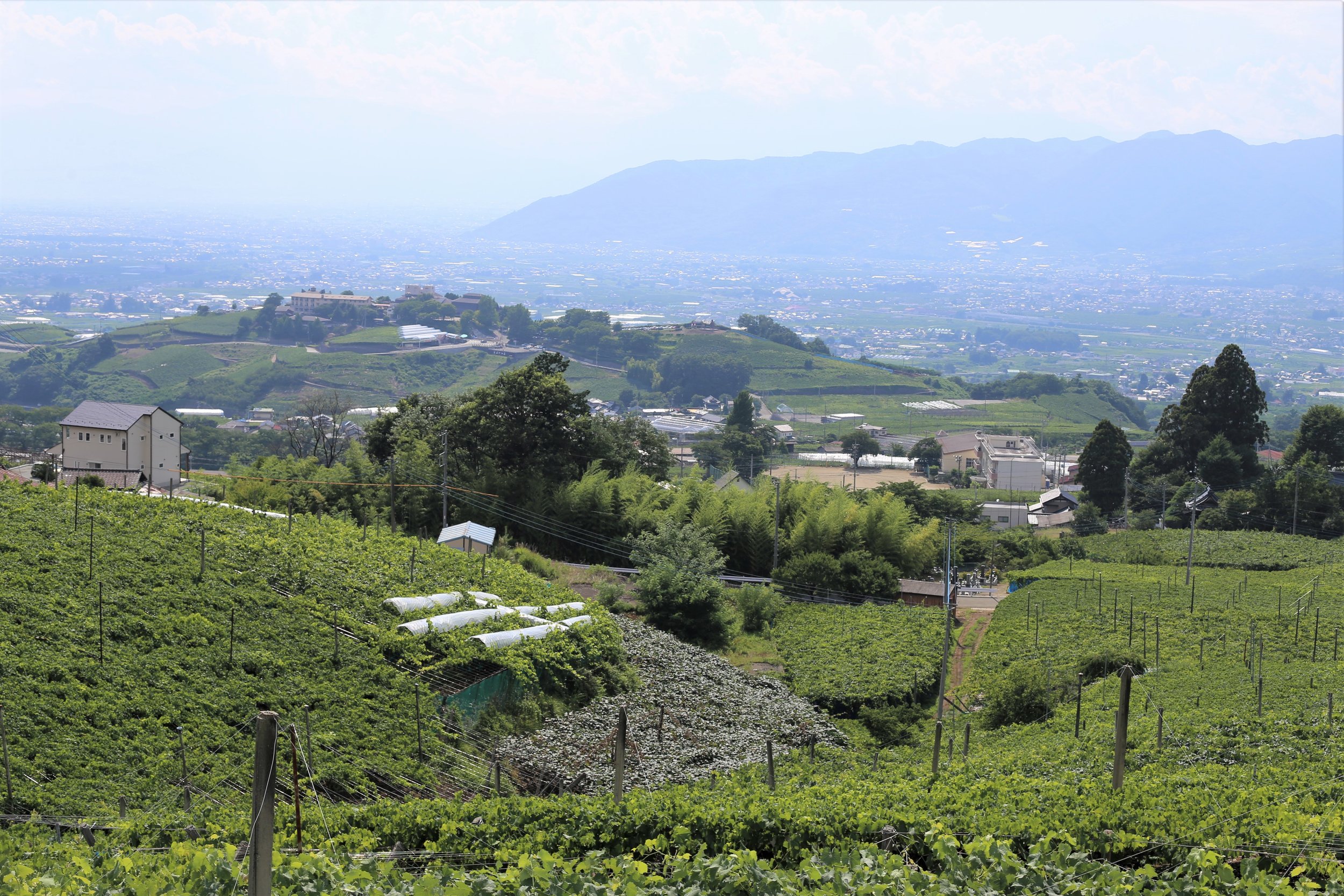 Koshu Valley_Japanese Wine Region_Summer valley view.JPG