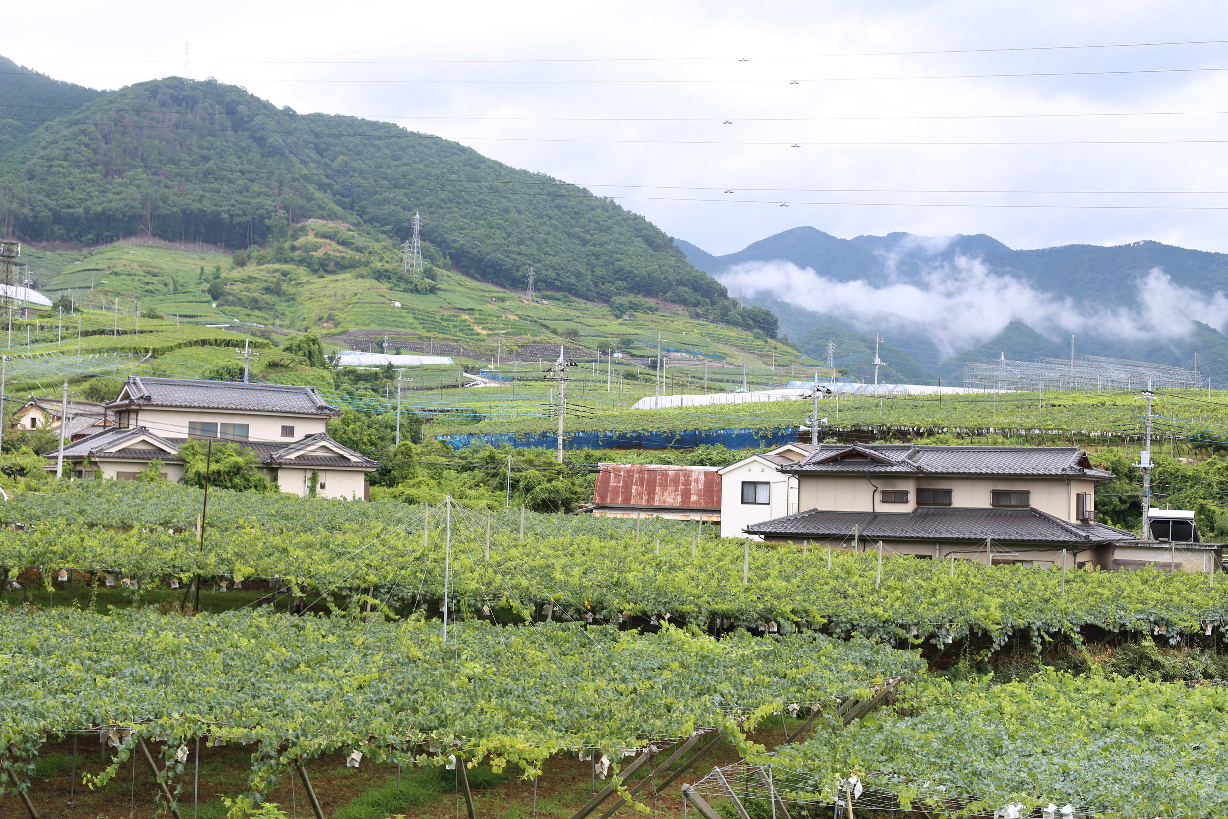 Koshu Valley_Japanese Wine Region_Pergola_Vineyards_Summer.JPG