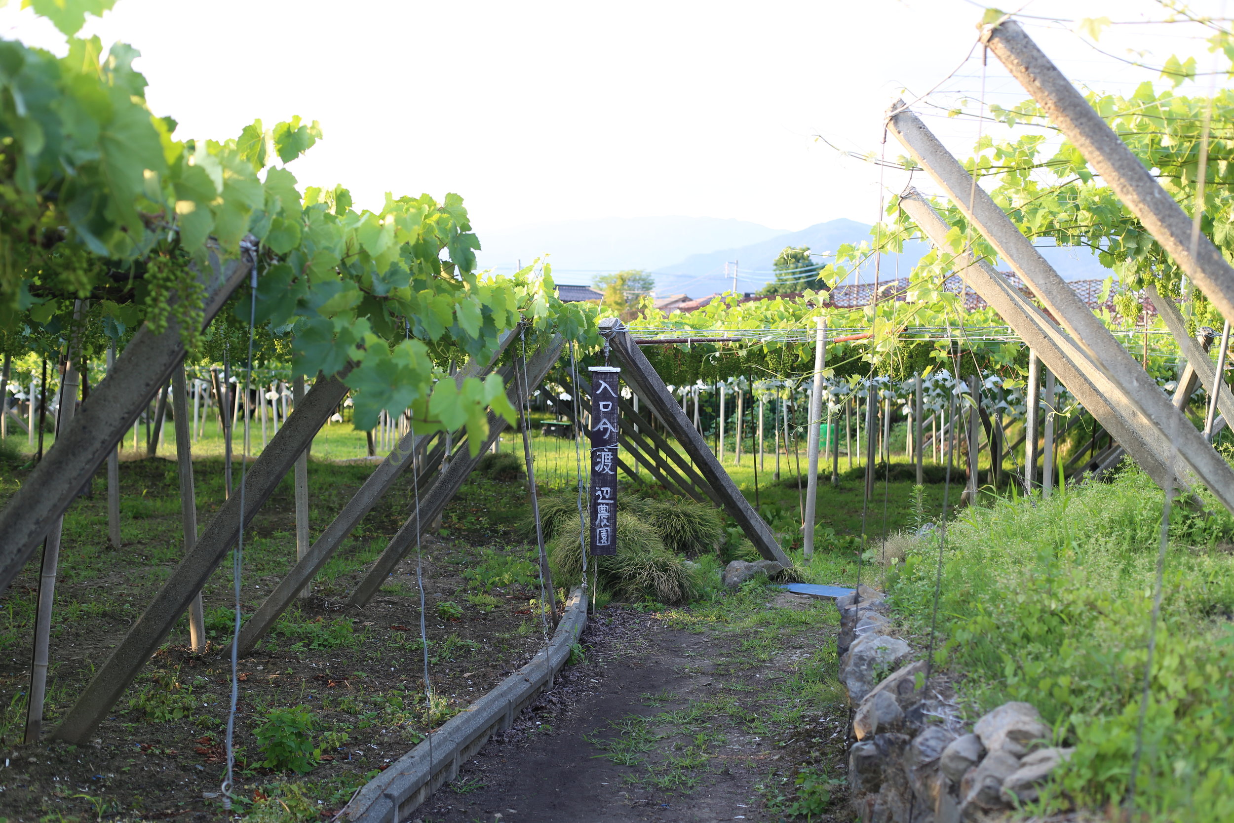 Koshu Valley_Japanese Wine Region_Vineyard Path.JPG