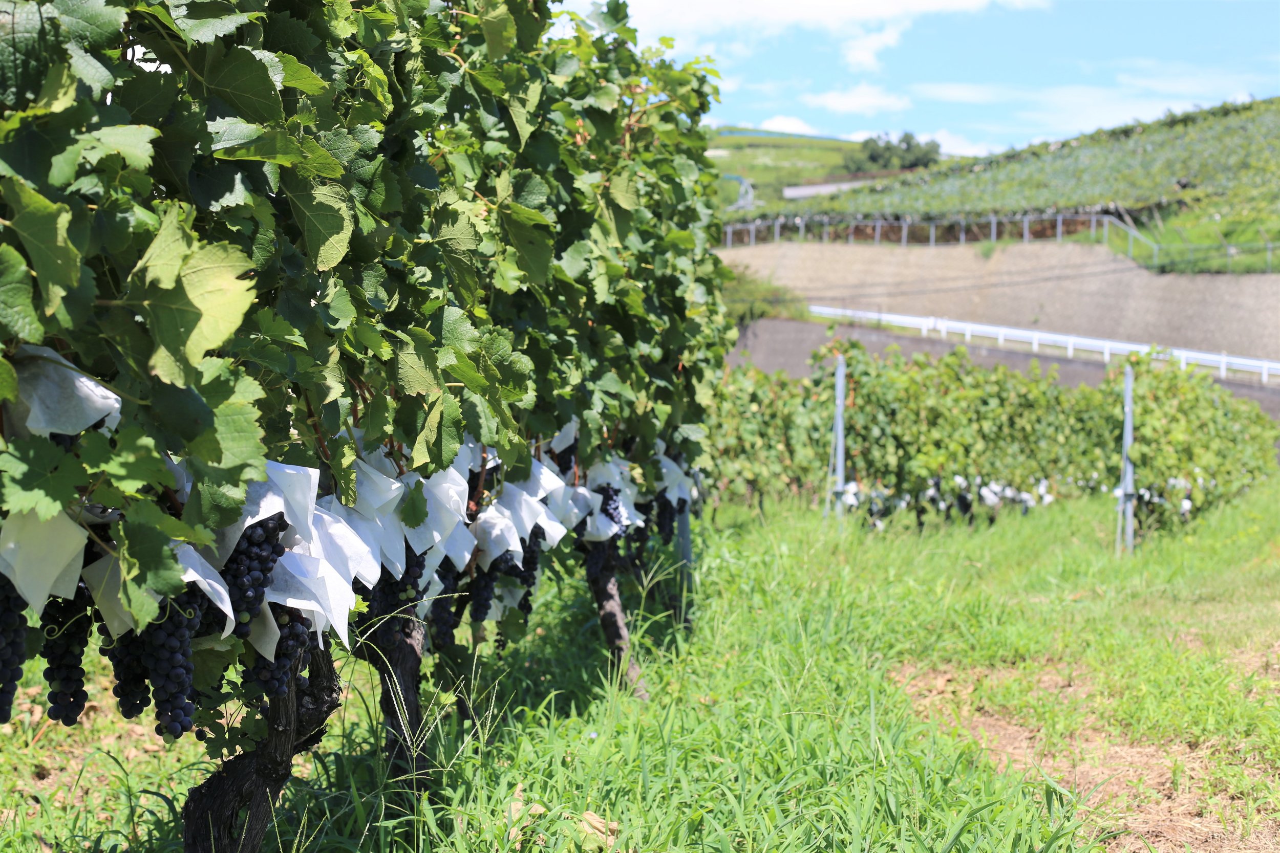Koshu Valley_Japanese Wine Region_International grape varieties_Vineyard.JPG