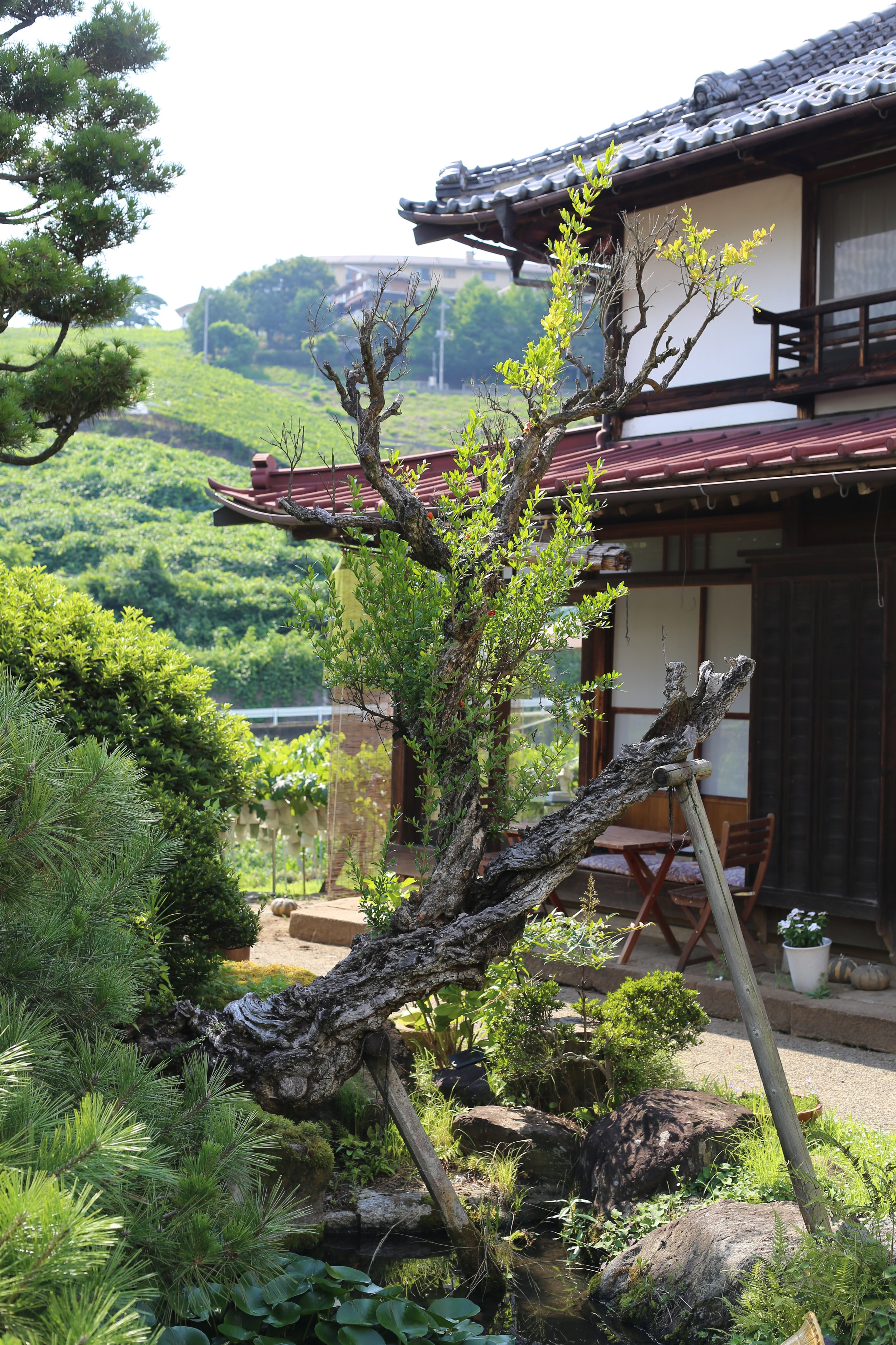 Koshu Valley_Japanese Wine Region_Katsunuma Engawa Sabo.JPG