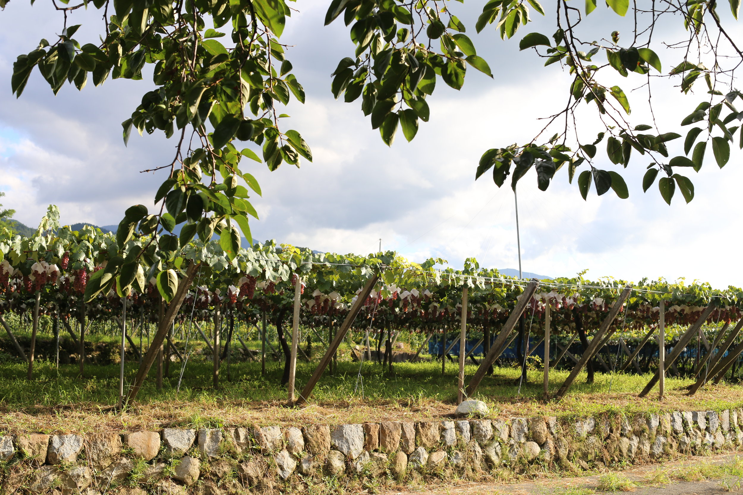 Koshu Valley_Japanese Wine Region_Koshu Vineyard late summer_Katsunuma Jyozo.JPG