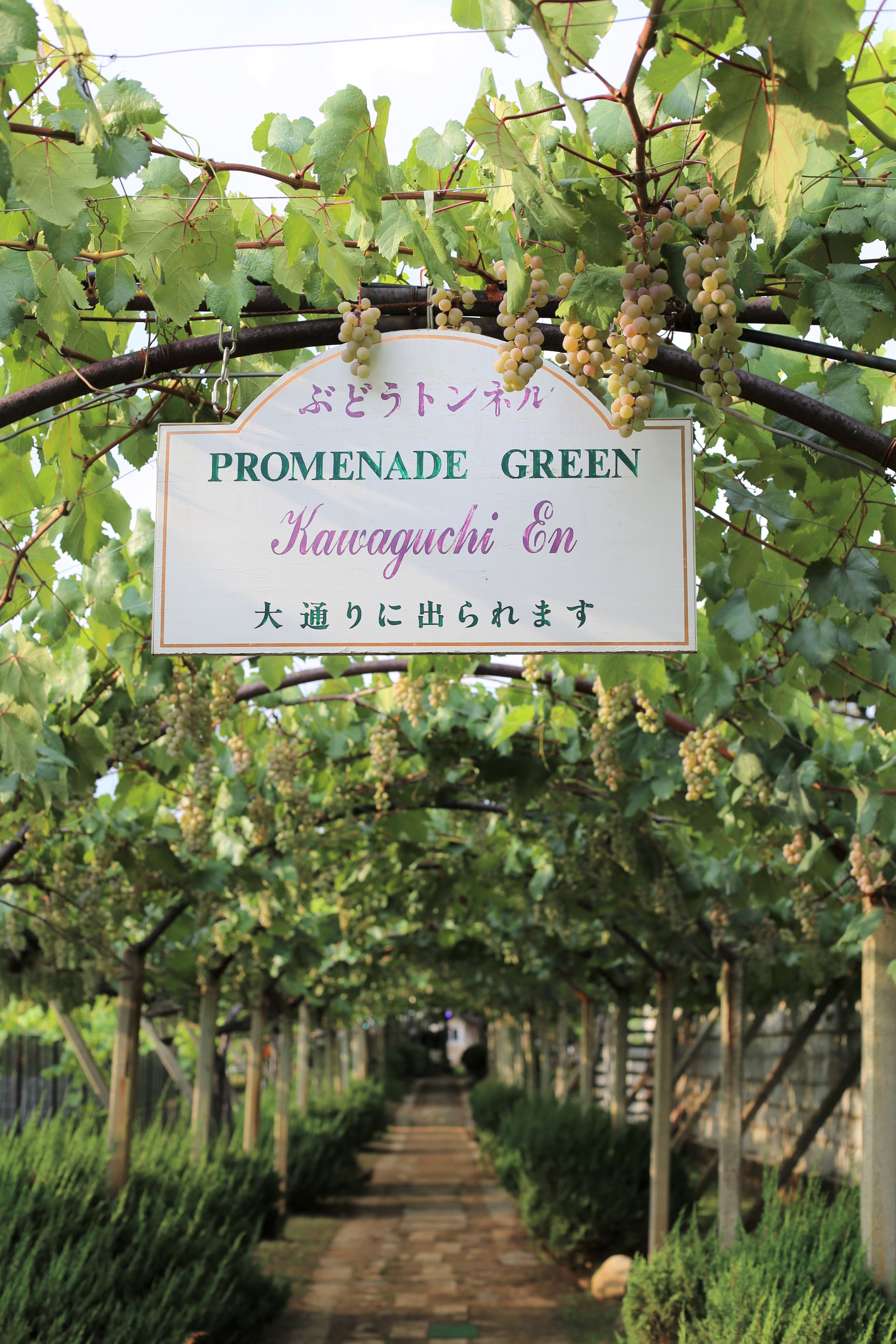 Koshu Valley_Japanese Wine Region_Kawaguchi-en_Koshu grape pergola.JPG