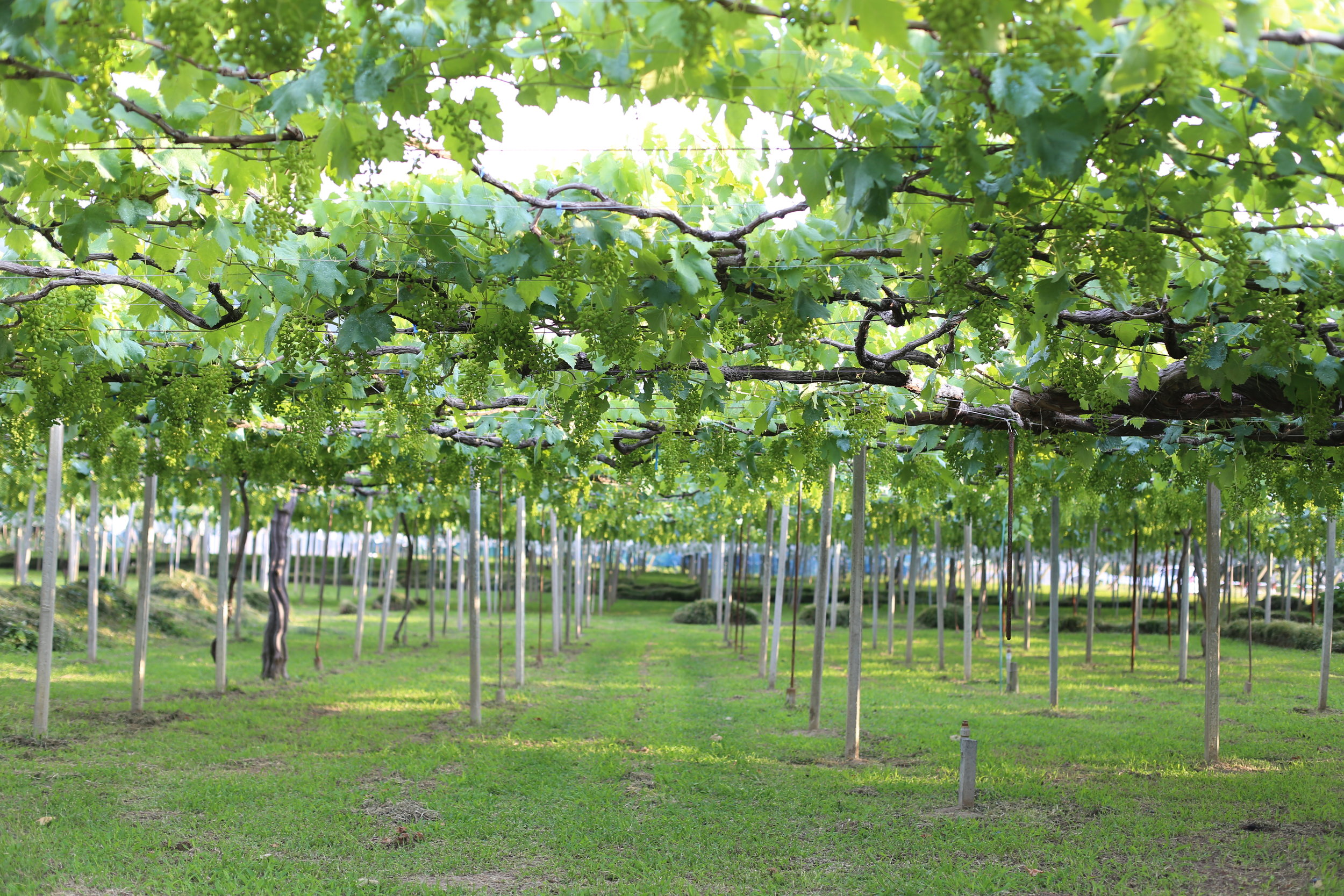Koshu Valley_Japanese Wine Region_Pergola vineyard_Spring.JPG