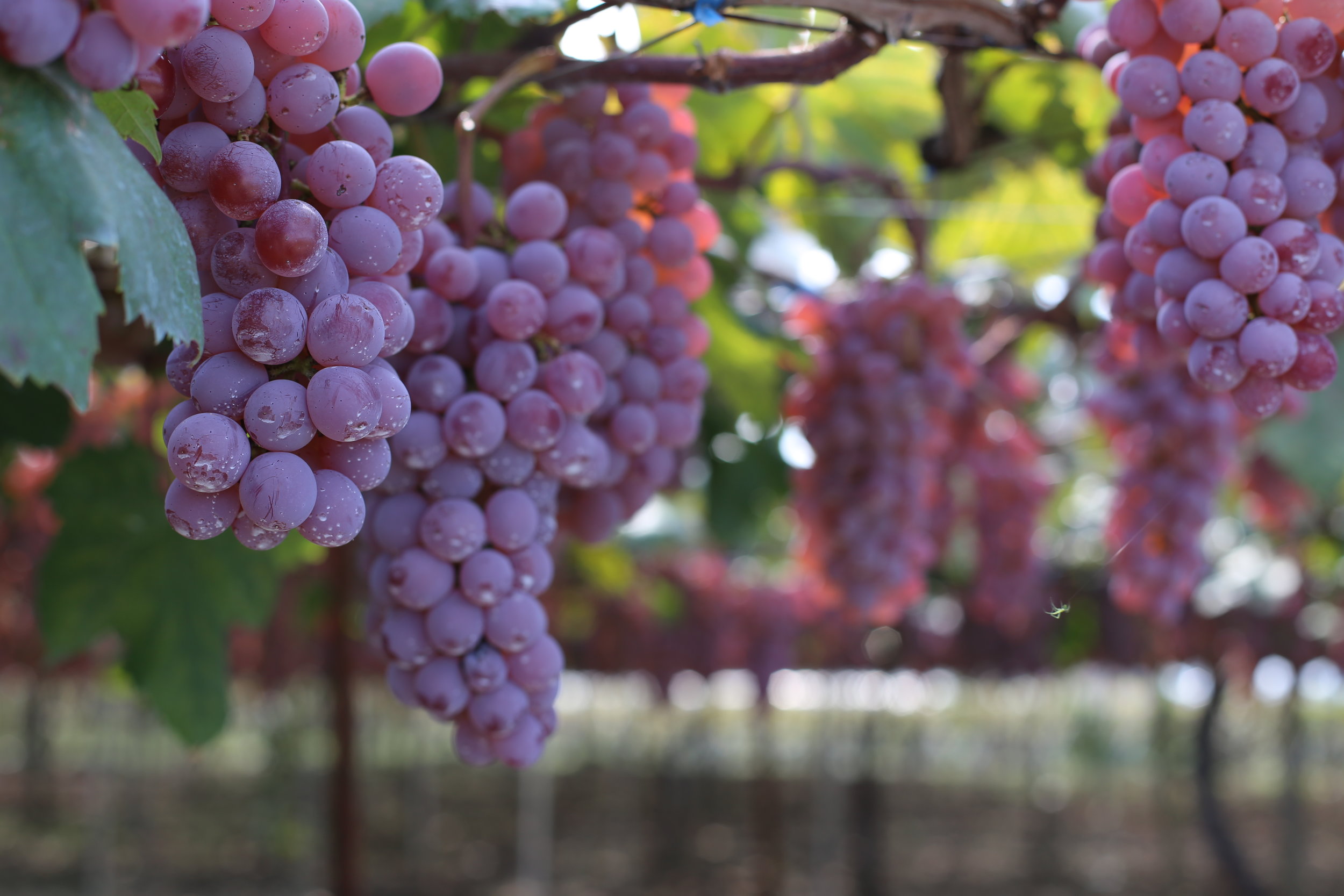 Koshu Valley_Japanese Wine Region_Koshu Grapes Ripe.JPG