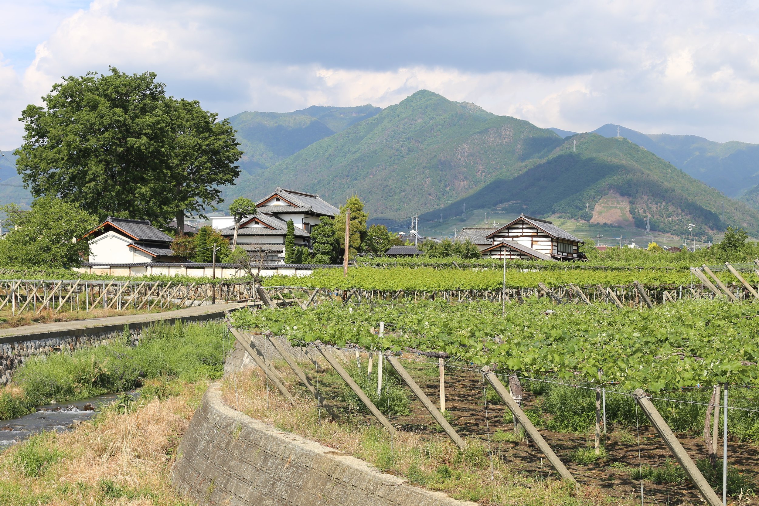 Lumiere winery area_Fuefuki.jpg