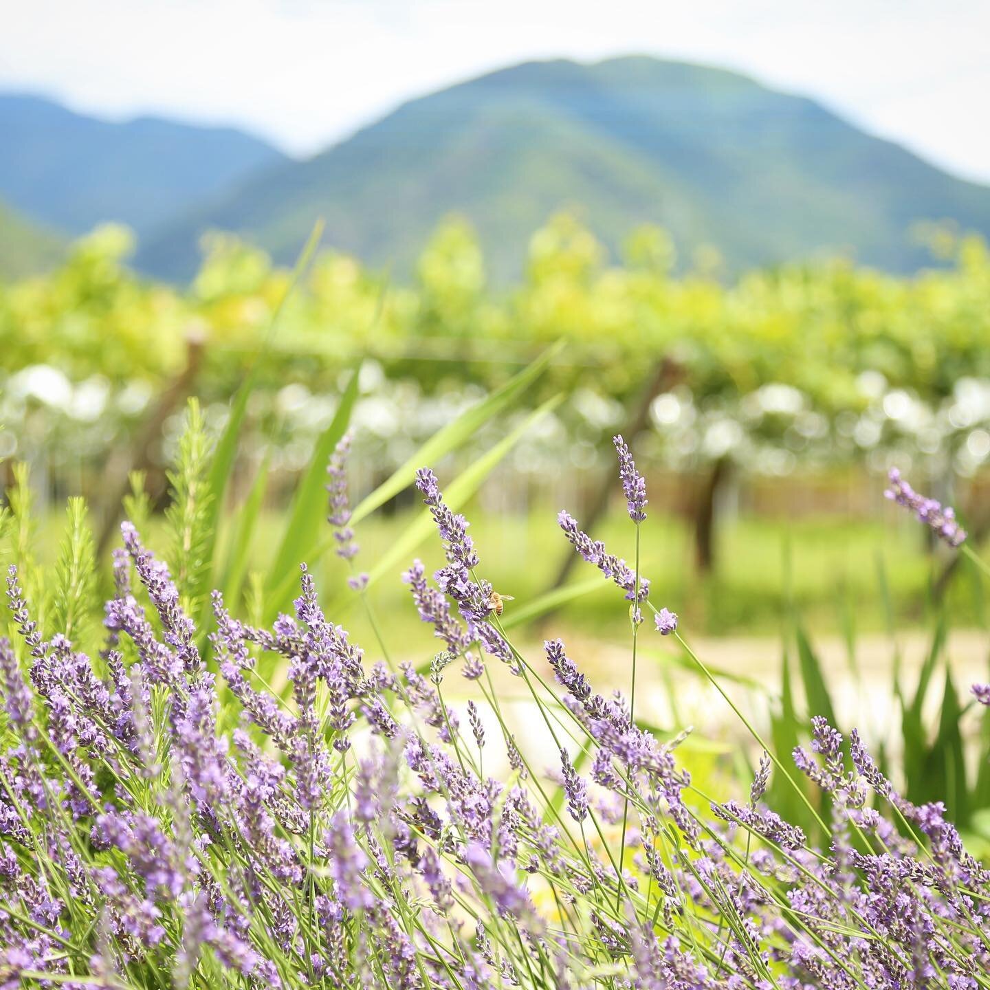 Honey bees gorge on #lavender by a river in the #KoshuValley. In the background is a vineyard - the white flecks are the paper &lsquo;kasa&rsquo; hats that shelter the grapes.
.
.
.
#vineyard #bees #honeybee #japanesewine #hiddenjapan #winecountry #w