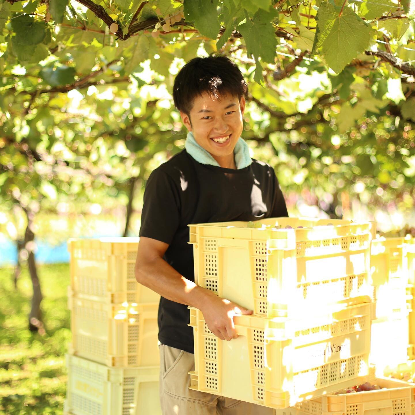 The crates of #Koshu grapes are weighed (10 Kg per crate) and carried to the waiting kei truck for the short ride to the winery.
.
.
.
#harvest #koshuvalley #grapeharvest #japanesewine #koshuwine #viticulture #vineyard #vignoble #winecountry #winereg