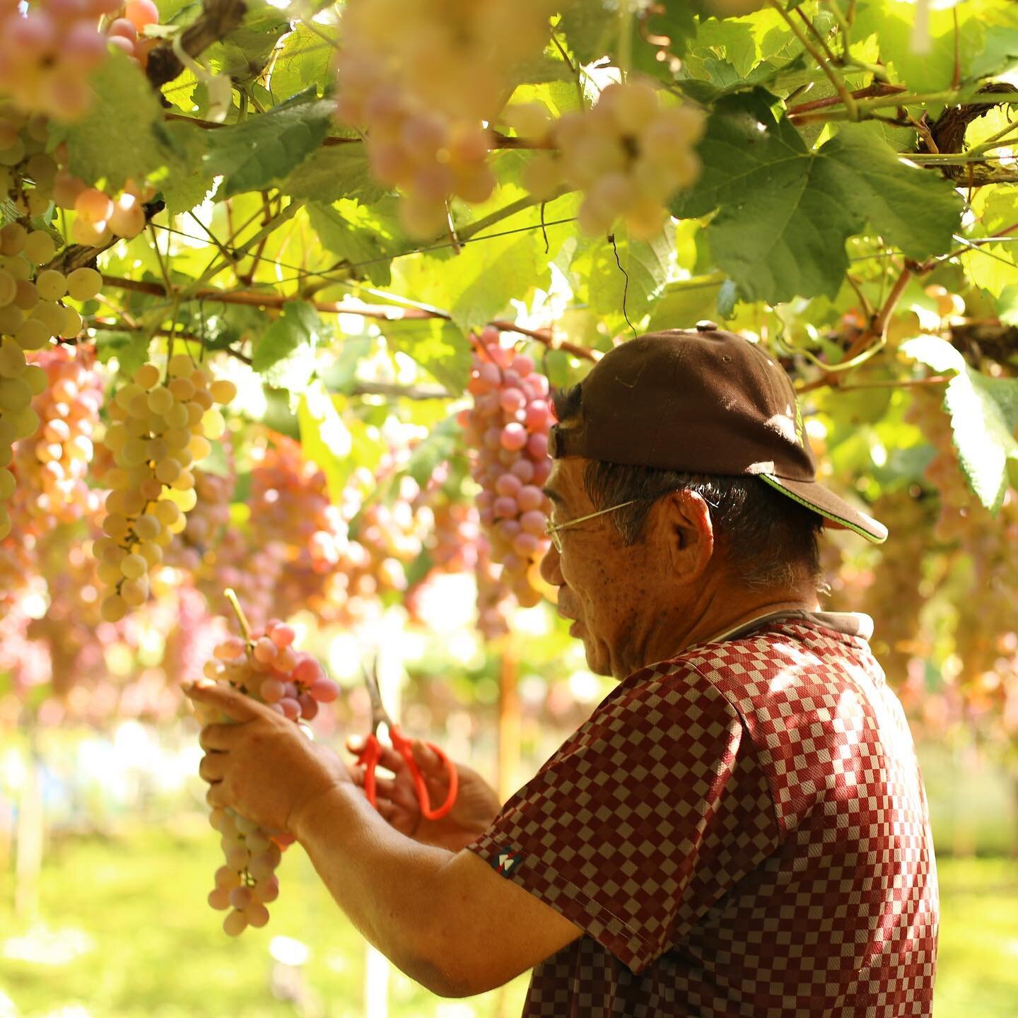 The #Koshu harvest started early this year and is now in full swing in the #KoshuValley. The overhead vine canopies provide some shade from the sun and the autumn breeze takes the edge off the heat.
.
.
.
#harvest #grapeharvest #japanesewine #koshuwi