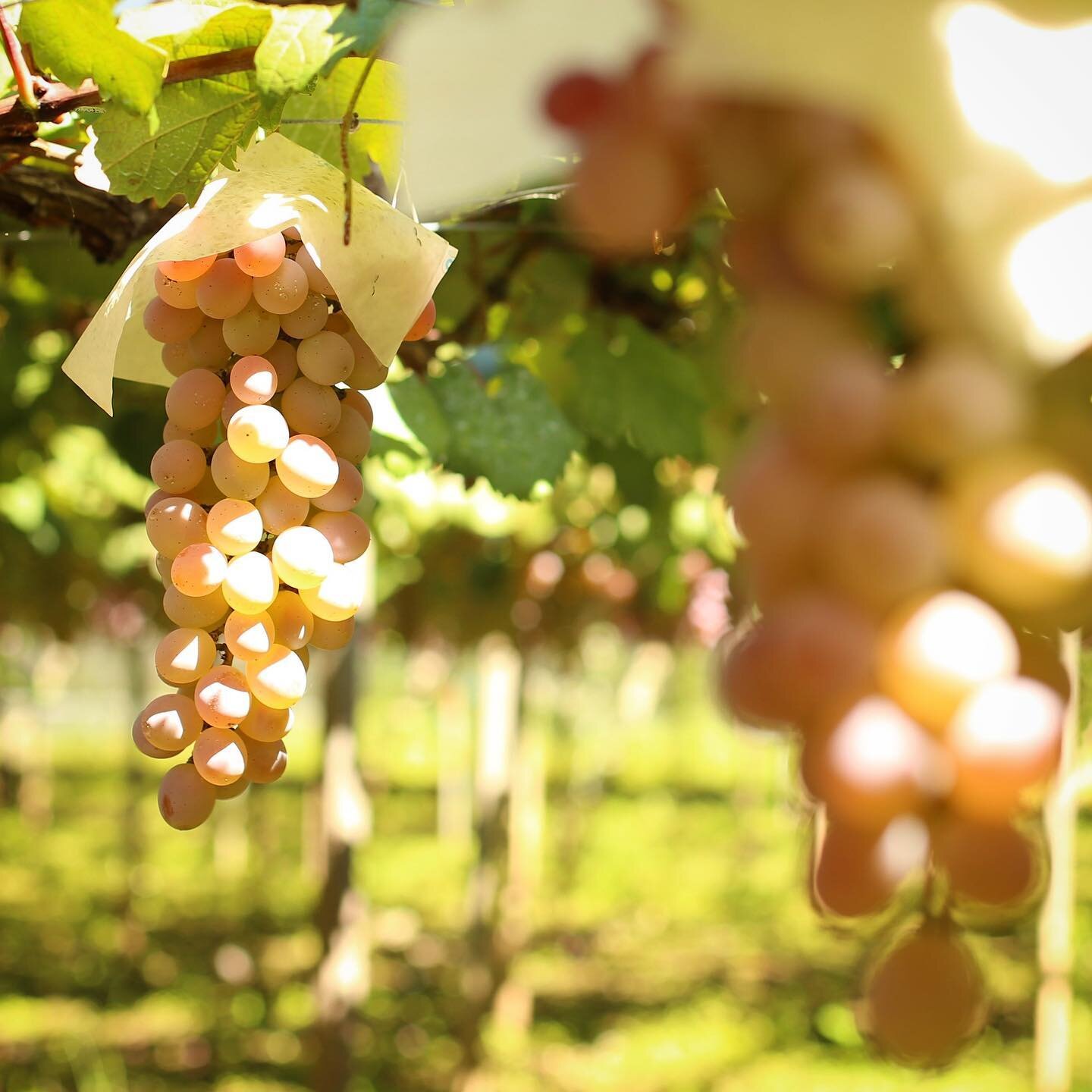 After a long, hot summer, the #Koshu grapes are ripening beautifully.
.
.
.
#japanesewine #koshuwine #viticulture #koshuvalley #vineyard #vignoble #winecountry #wineregion #pergola #grapevine #grapegrowing #winegeek #wineadventures  #terroir #winelov