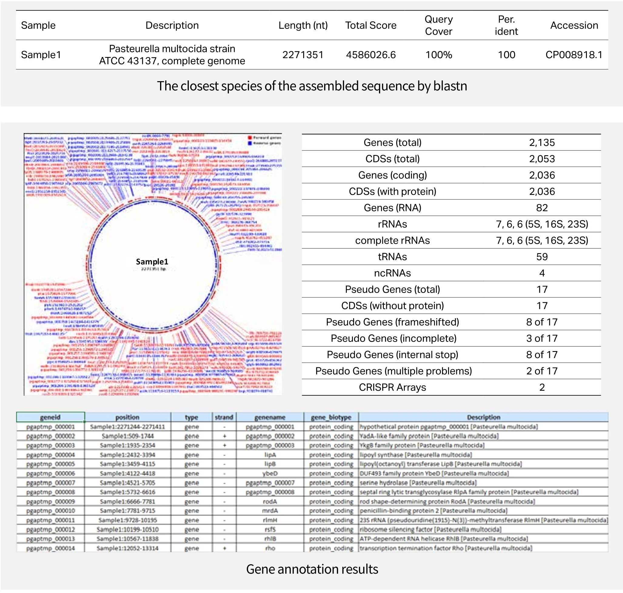 Whole Genome de novo Sequencing — LAS