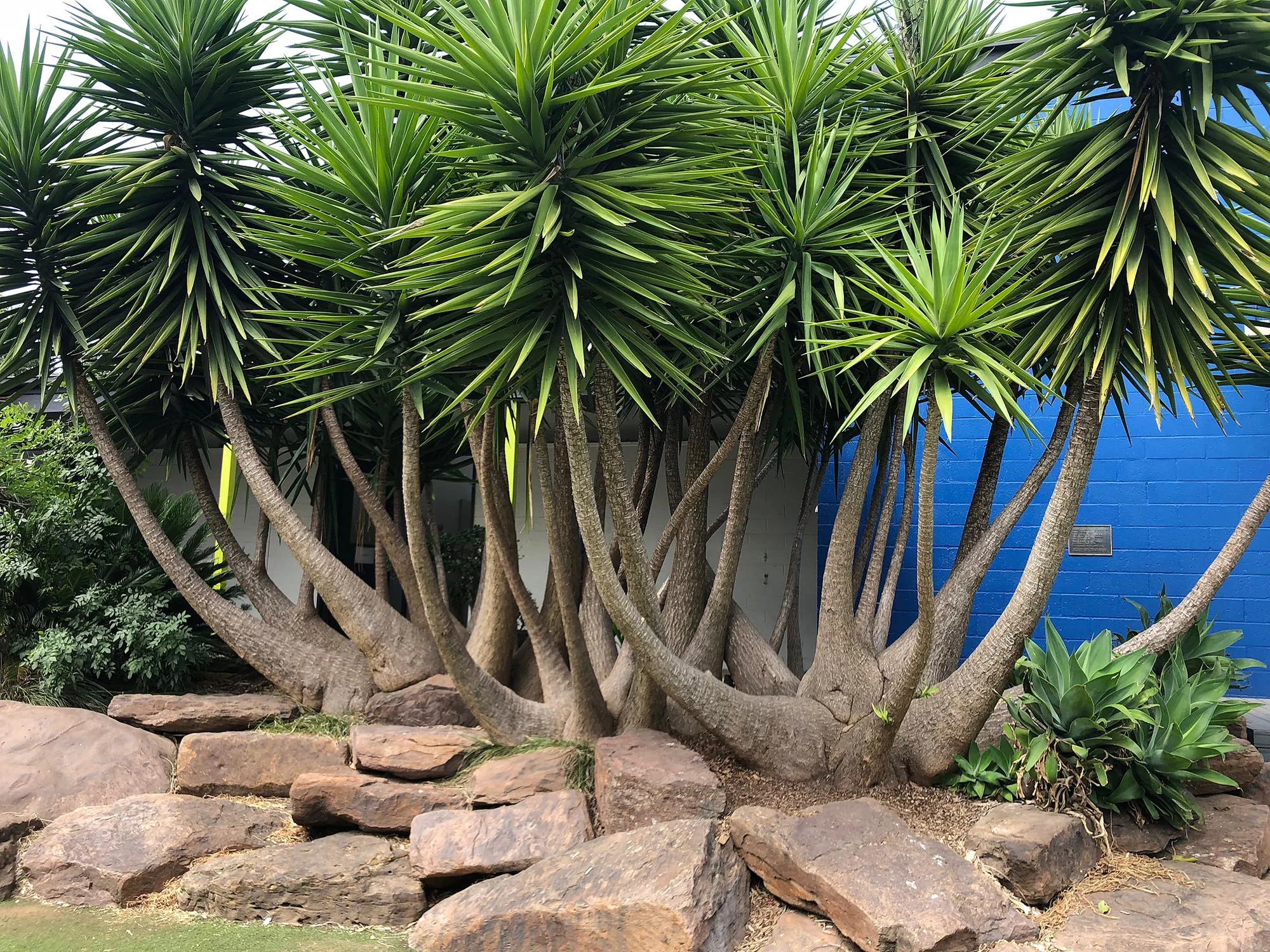 Yucca copy.JPG