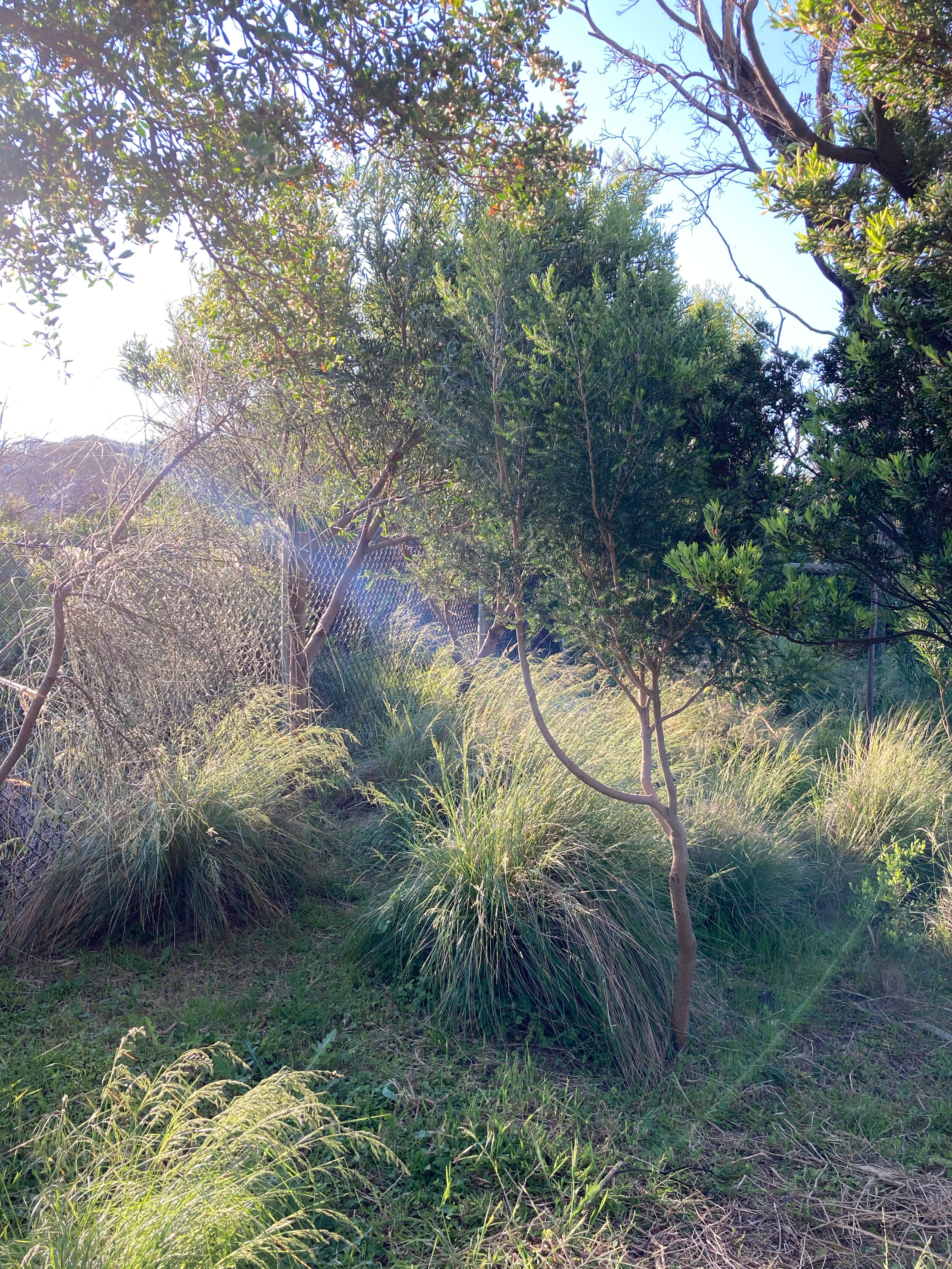 Indigenous coastal alkaline scrub planting within a Blairgowrie residential landscape project