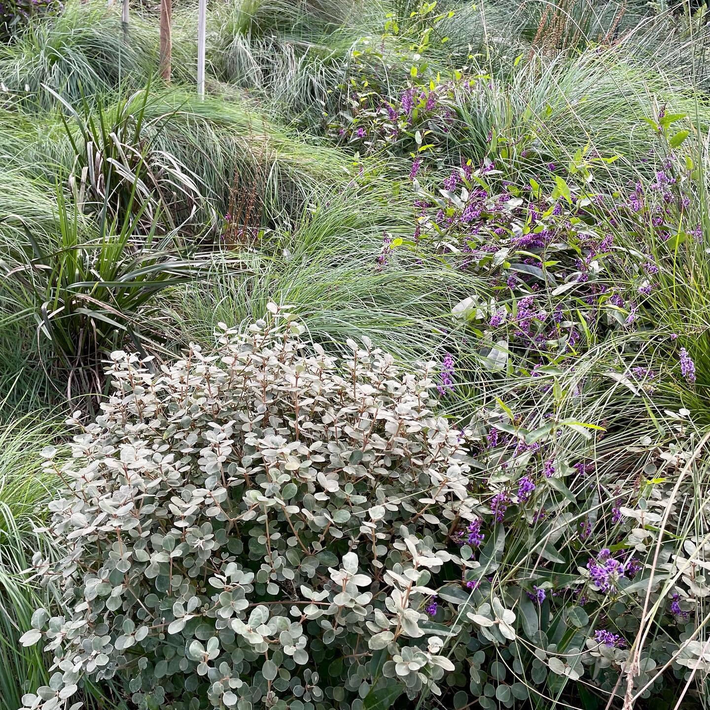 Late winter shots of our Sorrento garden. Hardenbergia came up a real winner. 

#correa #hardenbergia #poalabillardieri #dianella #nativegarden #indigenousgarden