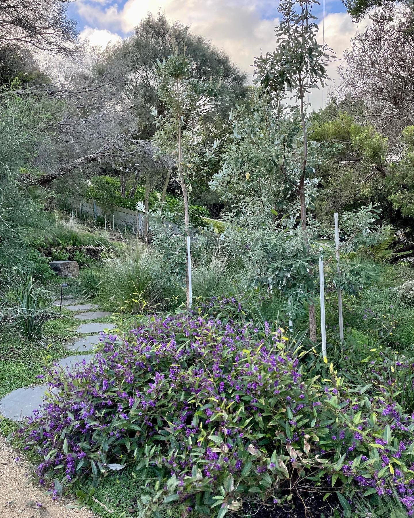 Hardenbergia in flower at our Sorrento project over the weekend. 

#hardenbergia #landscapearchitecture #gardendesign #sorrento #nativegarden #morningtonpeninsula #banksia #coastalgarden #banksiaintegrifolia