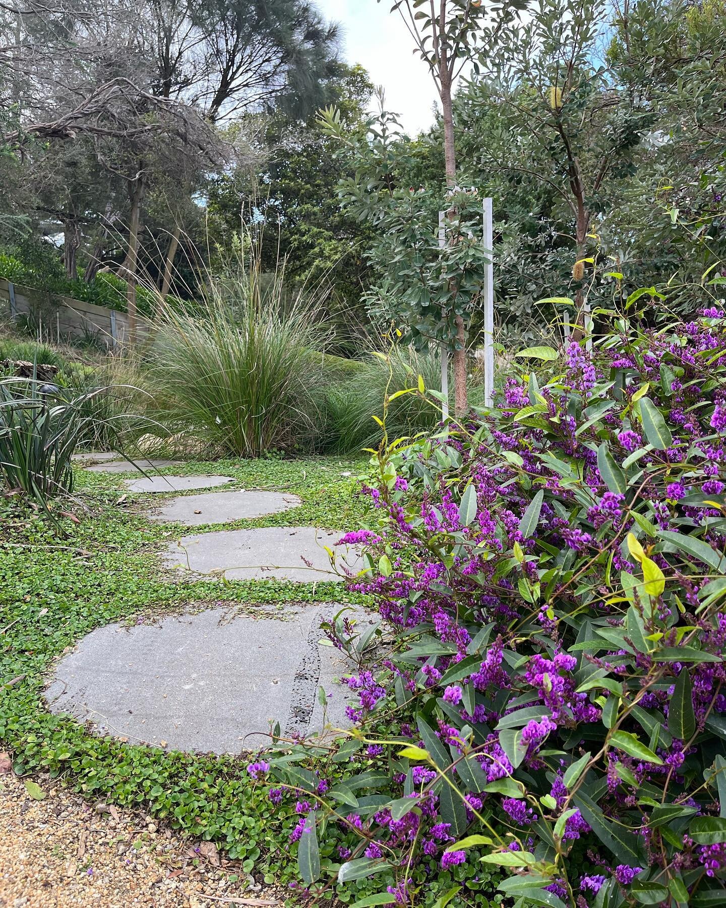 Hardenbergia in flower at our Sorrento project over the weekend. 

#hardenbergia #landscapearchitecture #gardendesign #sorrento #nativegarden #coastalgarden #morningtonpeninsula #dichondra #steppingstones #banksiaintegrifolia