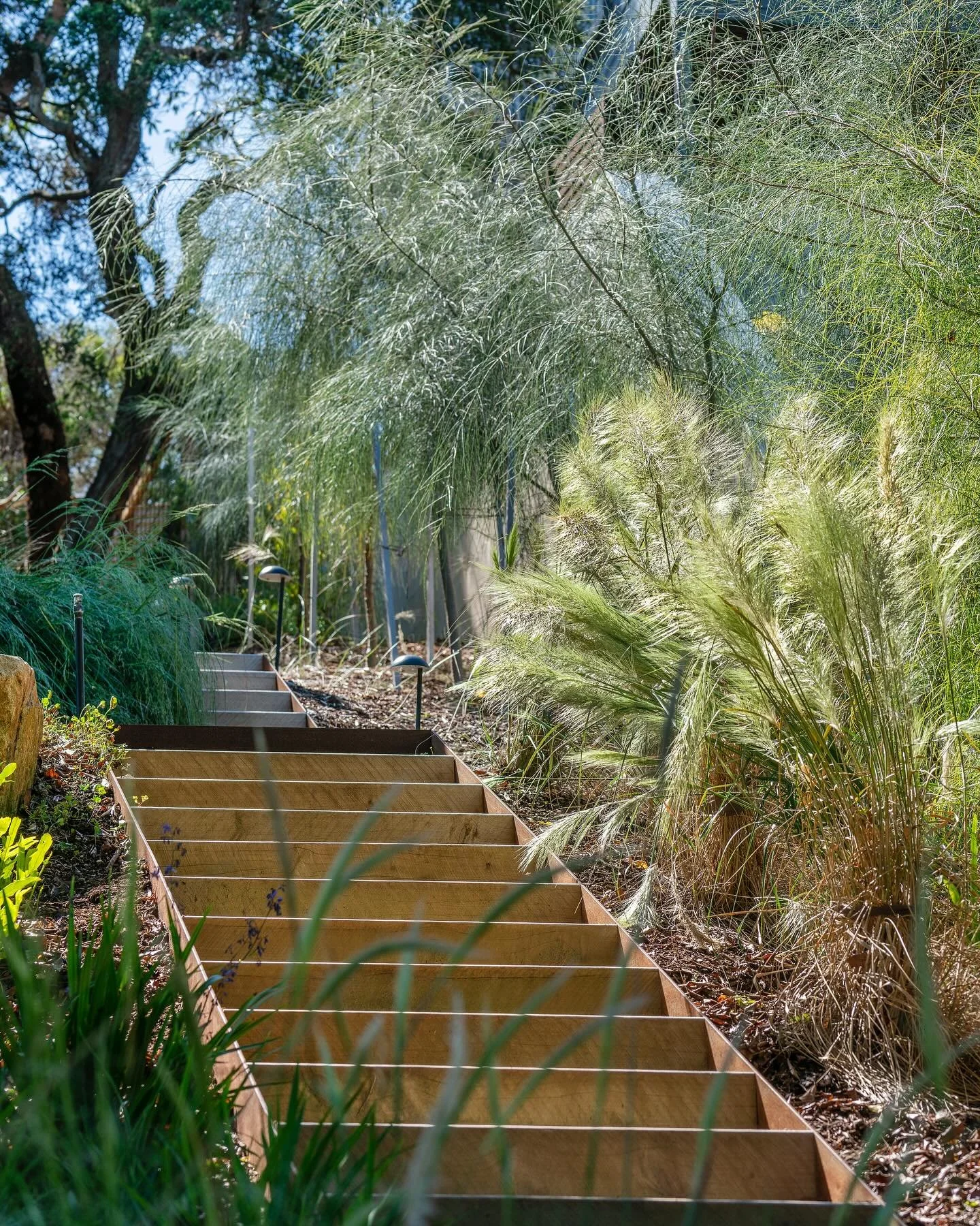 Working on steep sandy sites creates plenty of challenges. Dense planting and clever locations of paths aids to making the site useable.

#landscapearchiteture #landscapedesi̇gn #coastalgarden #nativeplanting