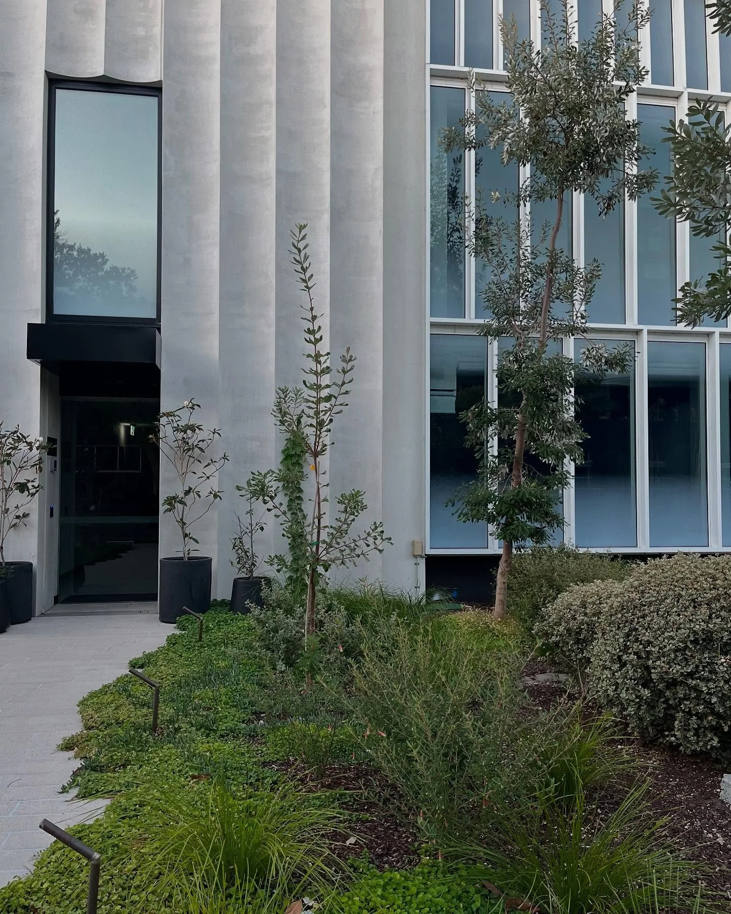 Small Garden for a new warehouse development completed last year. Native themed planting providing a contrast to the built form and stimulating entry experience.

#landscapesrchitecture #smallgarden #nativeplants #banksiaintegrifolia #commericaldesig