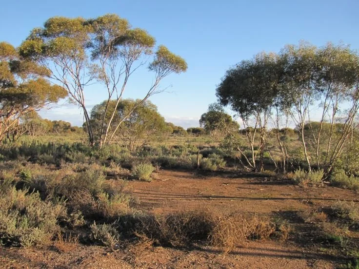 Mallee scrub.jpg