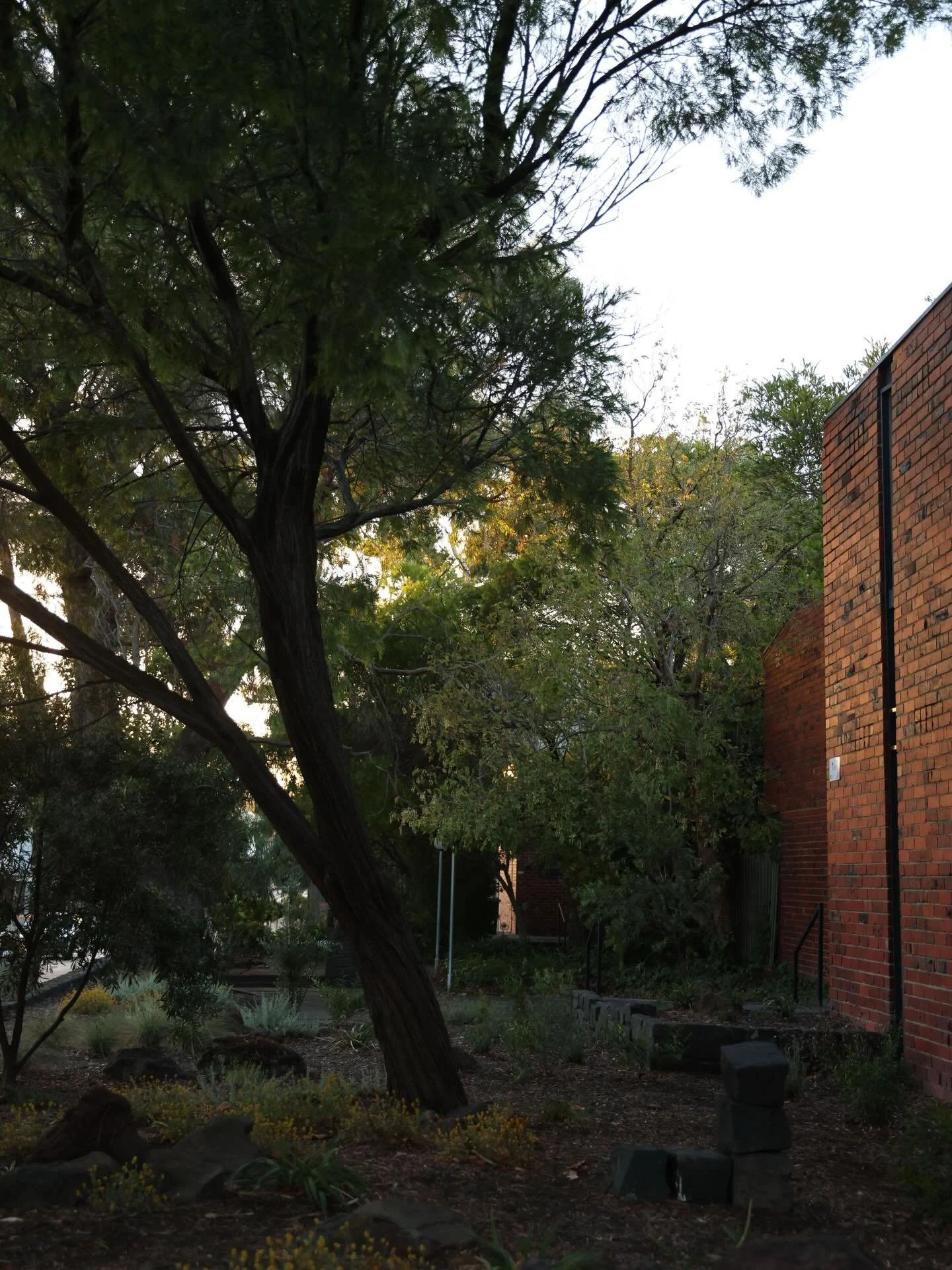 Glen Iris Bush Garden - Common Area Renovation for 1970&rsquo;s Units

Photography: @biancalamont 

#bushgarden #midcenturymodern #nativeplants #banksiamarginata #nativegarden