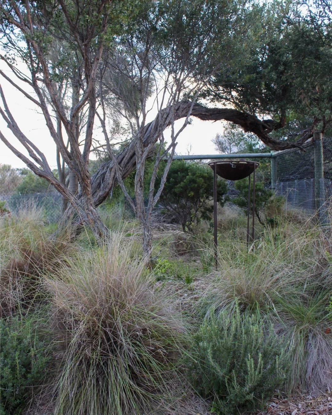 Blairgowrie home garden - ongoing

https://www.memla.net/residential/samuel

#landscapearchitecture #coastalgarden #nativeplants #landscapedesi̇gn #blairgowrie